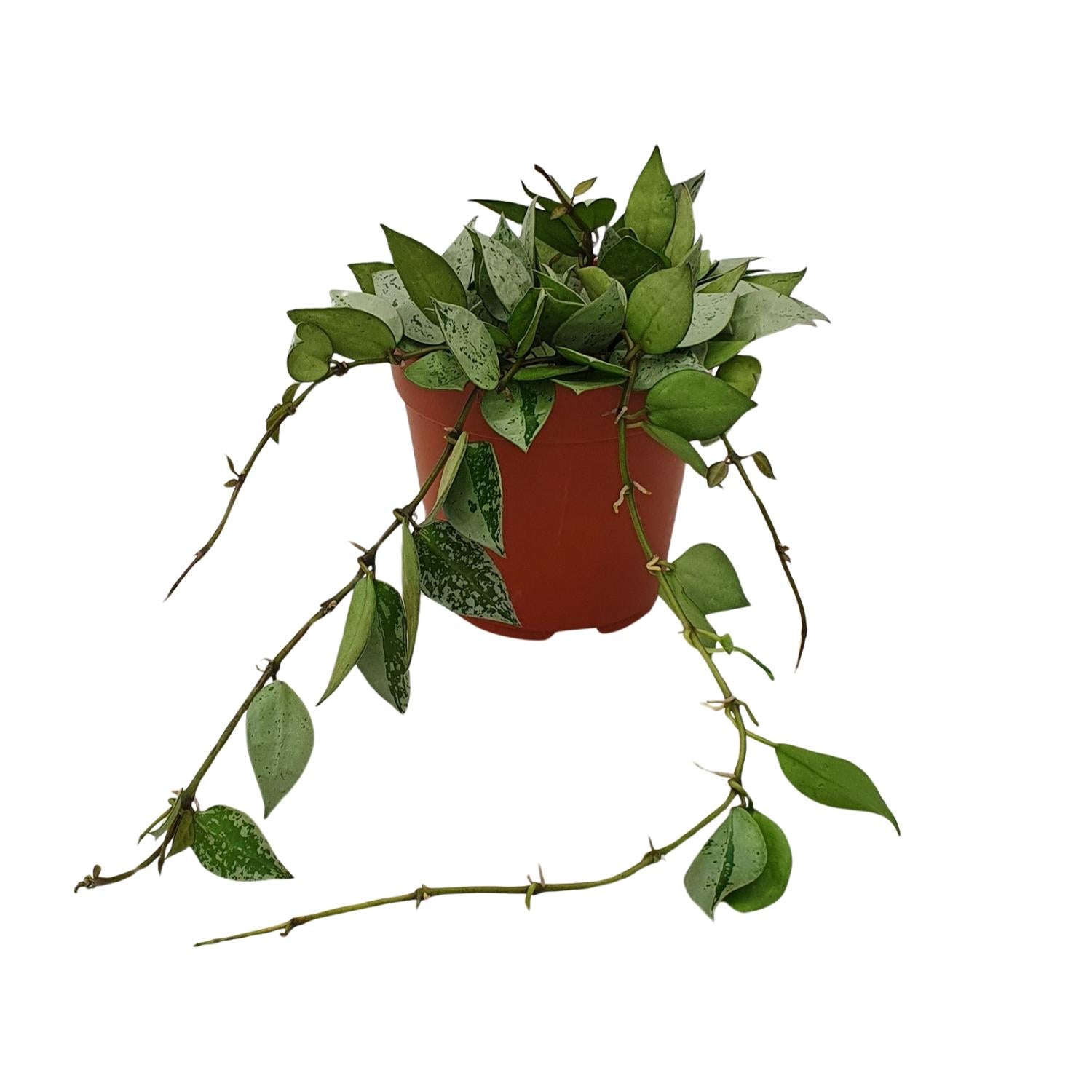 Hoya Krohniana ‘Eskimo’ – Wachsblume - 12 cm Topf, 15 cm hoch