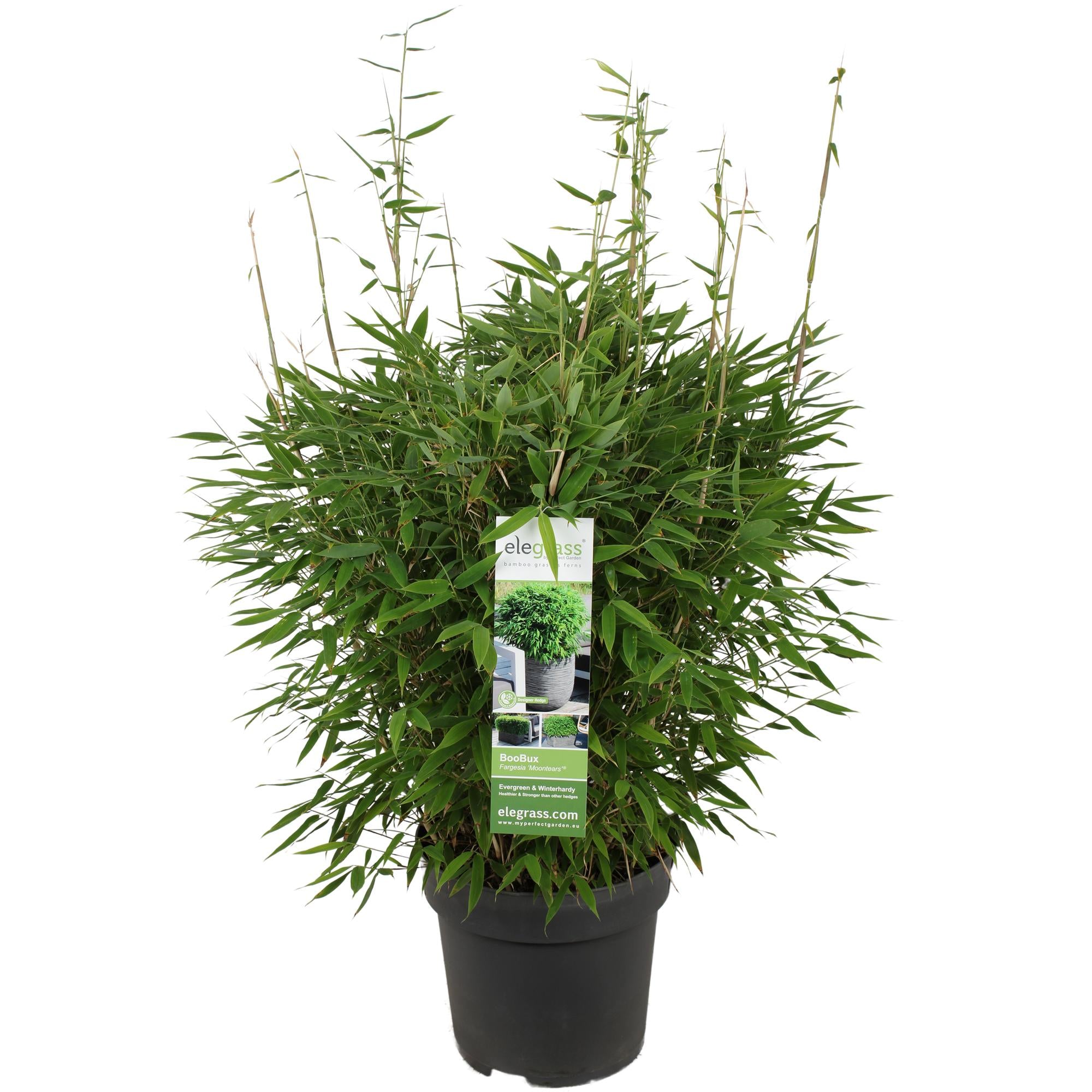 Fargesia 'Moontears'® Boobux – compact garden bamboo, 29 cm pot, 70 cm height