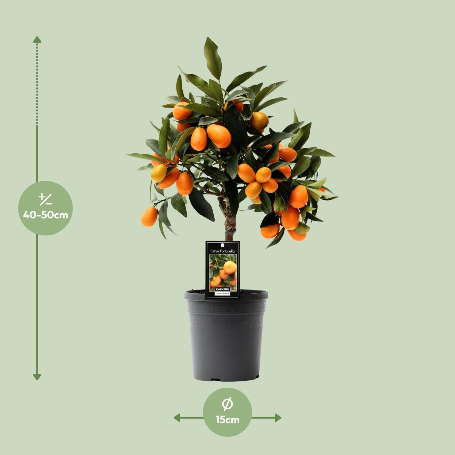 Kumquat agli agrumi - vaso da 16 cm, alto 45 cm