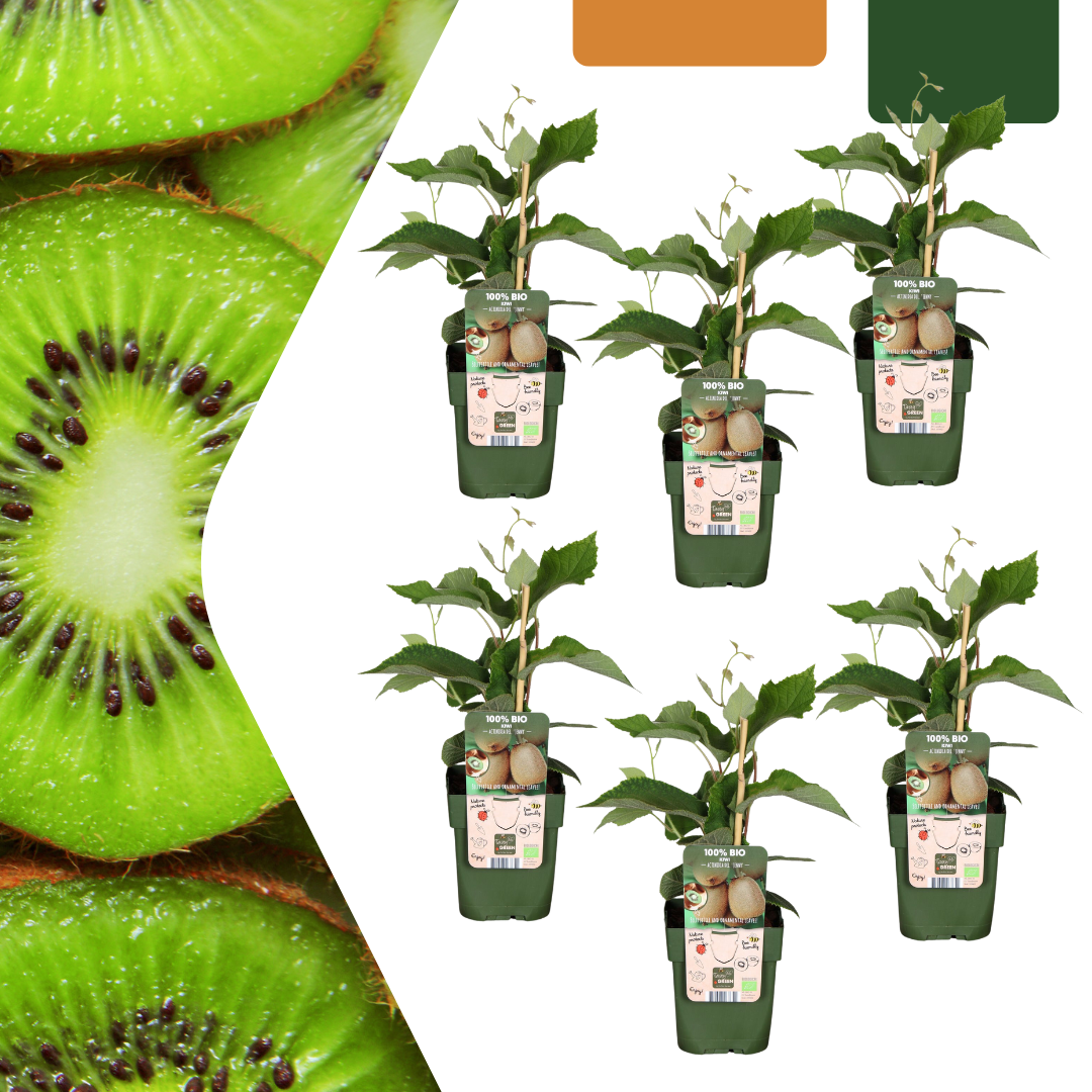 Bio-Kiwi – Jungpflanze im 13 cm Topf, ca. 20 cm hoch