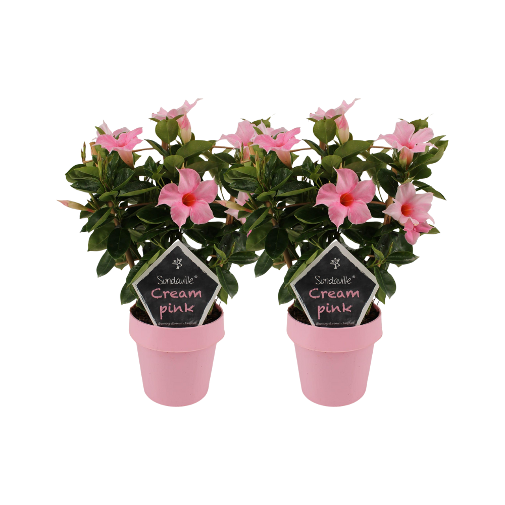 Mandevilla “Sundaville Cream Pink” su supporto – 2 piante, vaso da 14 cm, altezza 40 cm