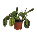 Maranta Leuconeura 'Fascinator' – Pianta della preghiera - vaso da 12 cm, altezza 30 cm