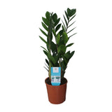 Zamioculcas Zamiifolia – Glücksfeder - 40-95 cm
