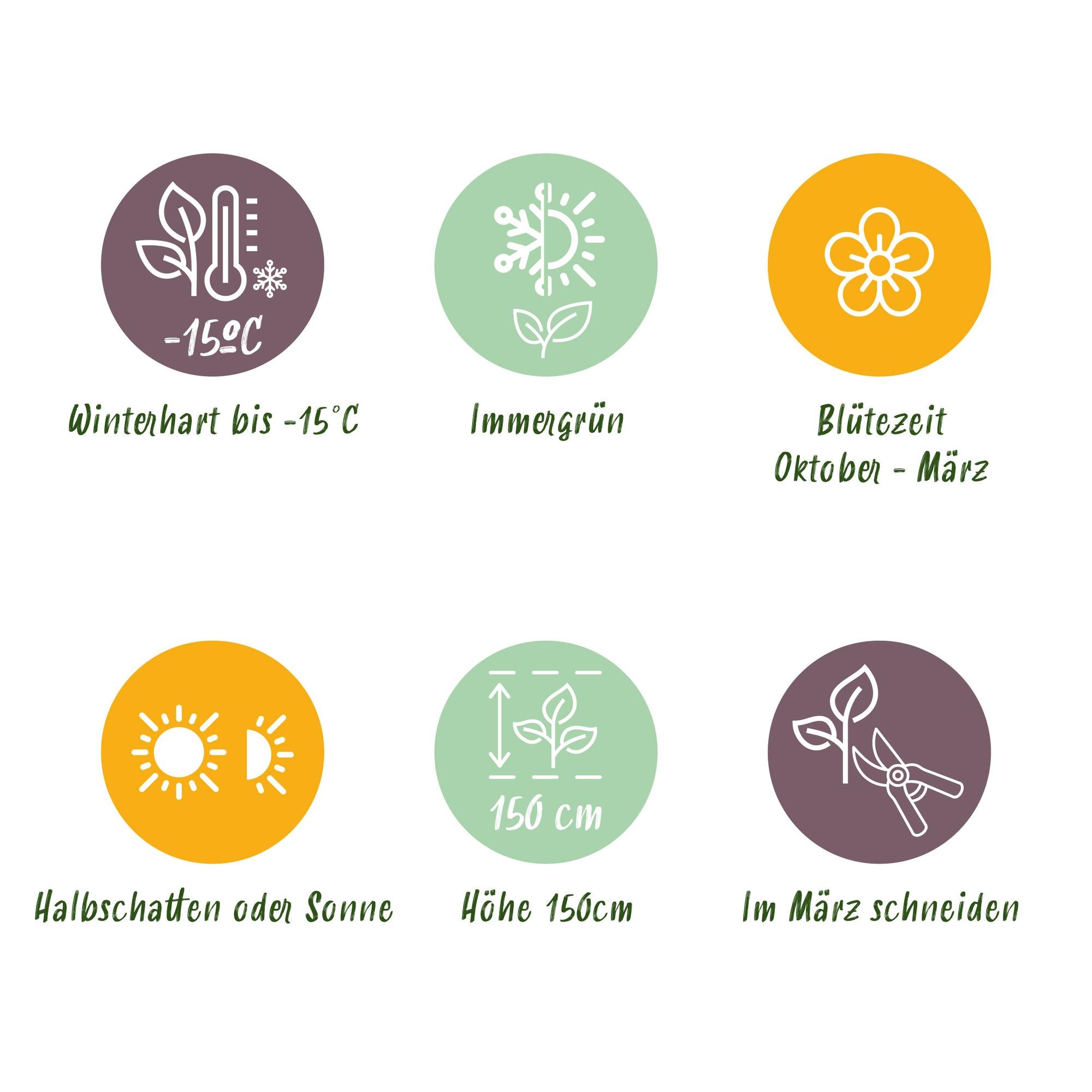 Viburnum tinus 'Eve Price' standard – pianta da patio, resistente, vaso da 19 cm, altezza 90 cm