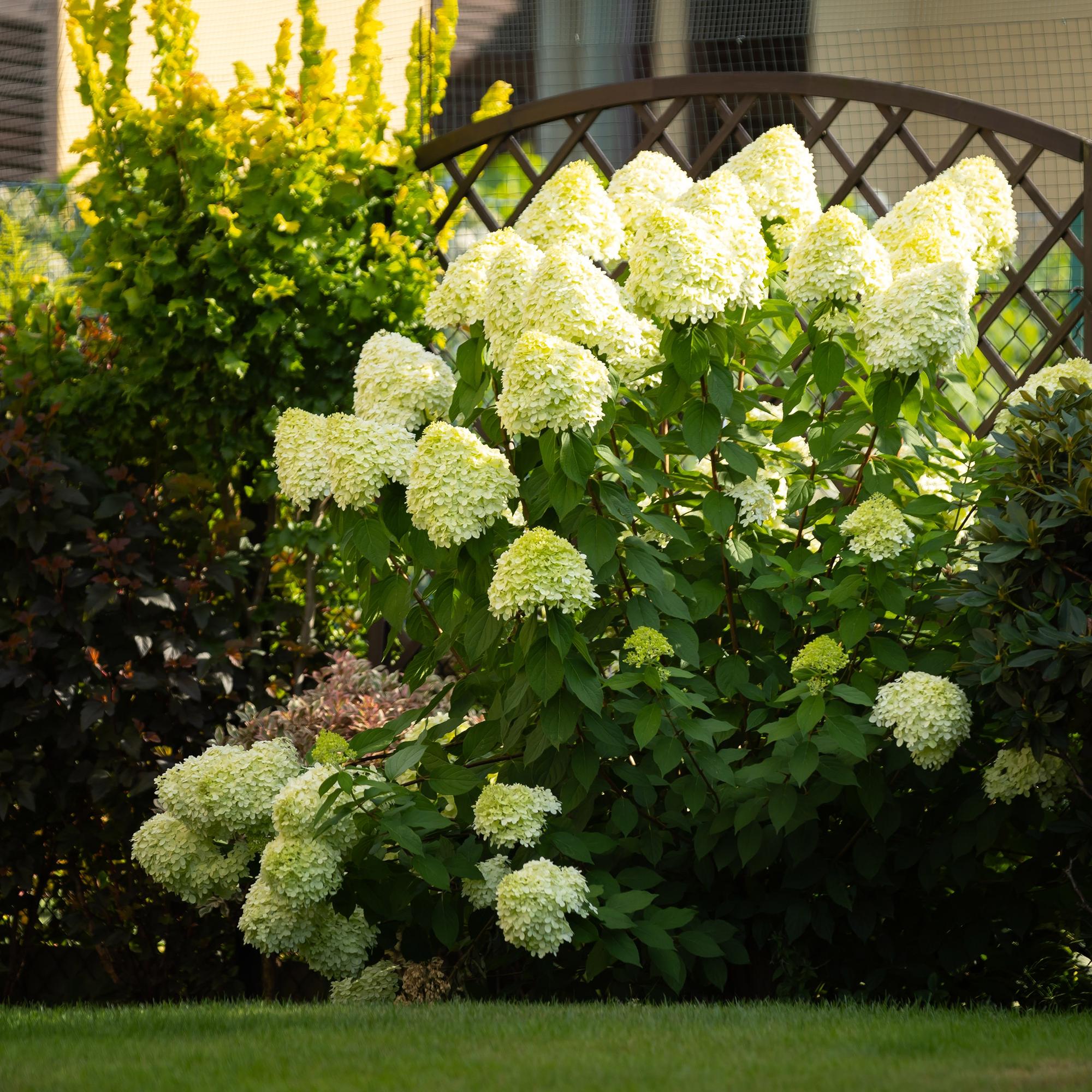 Panicle hydrangea 'Limelight' – creamy white flowers, in a 17 cm pot, 50 cm tall