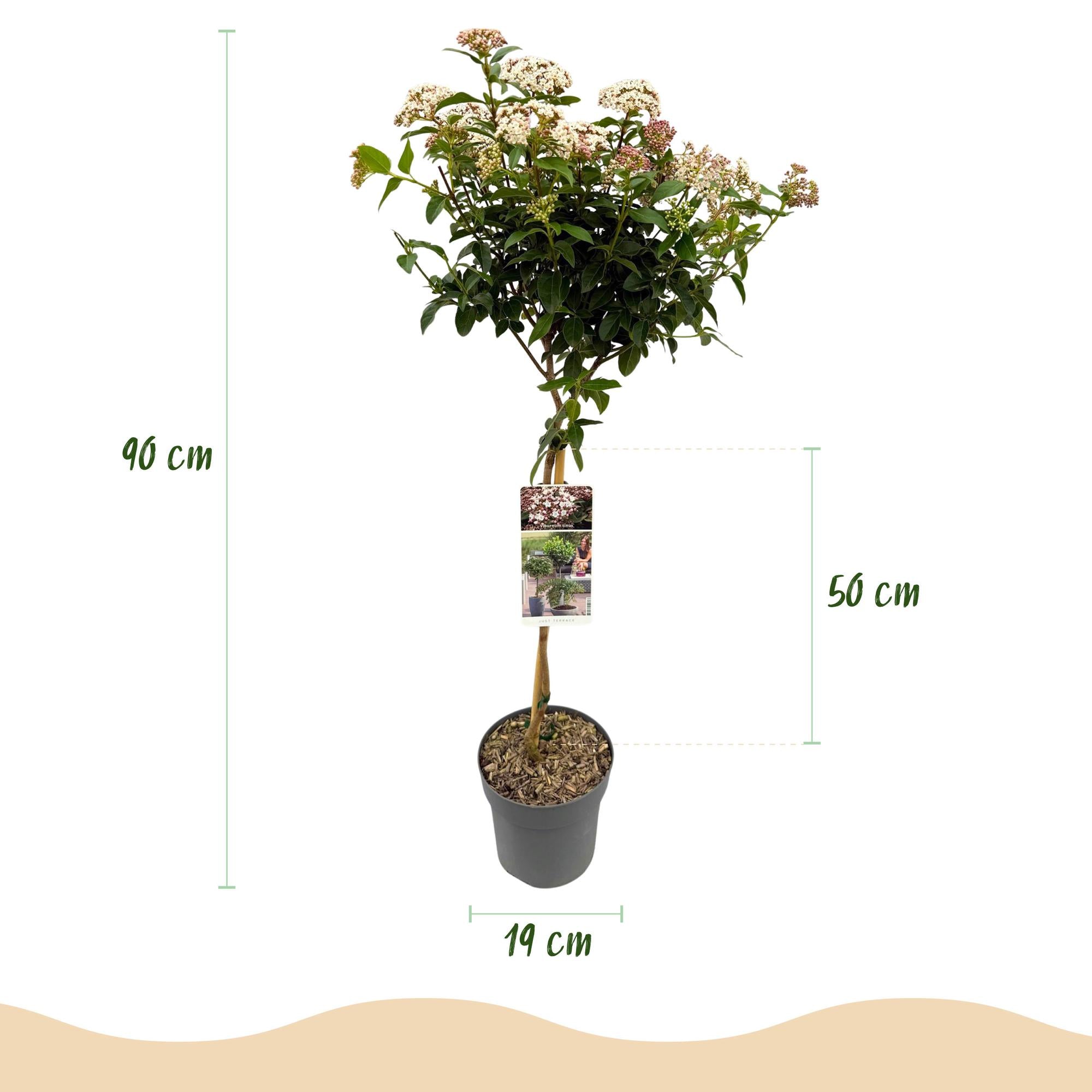Viburnum tinus 'Eve Price' standard – pianta da patio, resistente, vaso da 19 cm, altezza 90 cm
