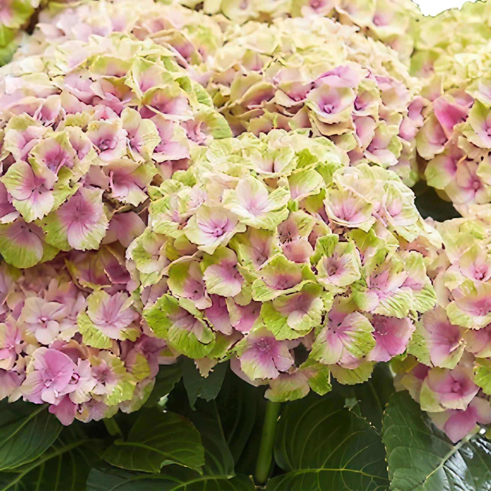 Hydrangea ‘Magical Jewel Pink’ – rosa Hortensie für Balkon & Garten, 23 cm Topf, 55 cm Höhe