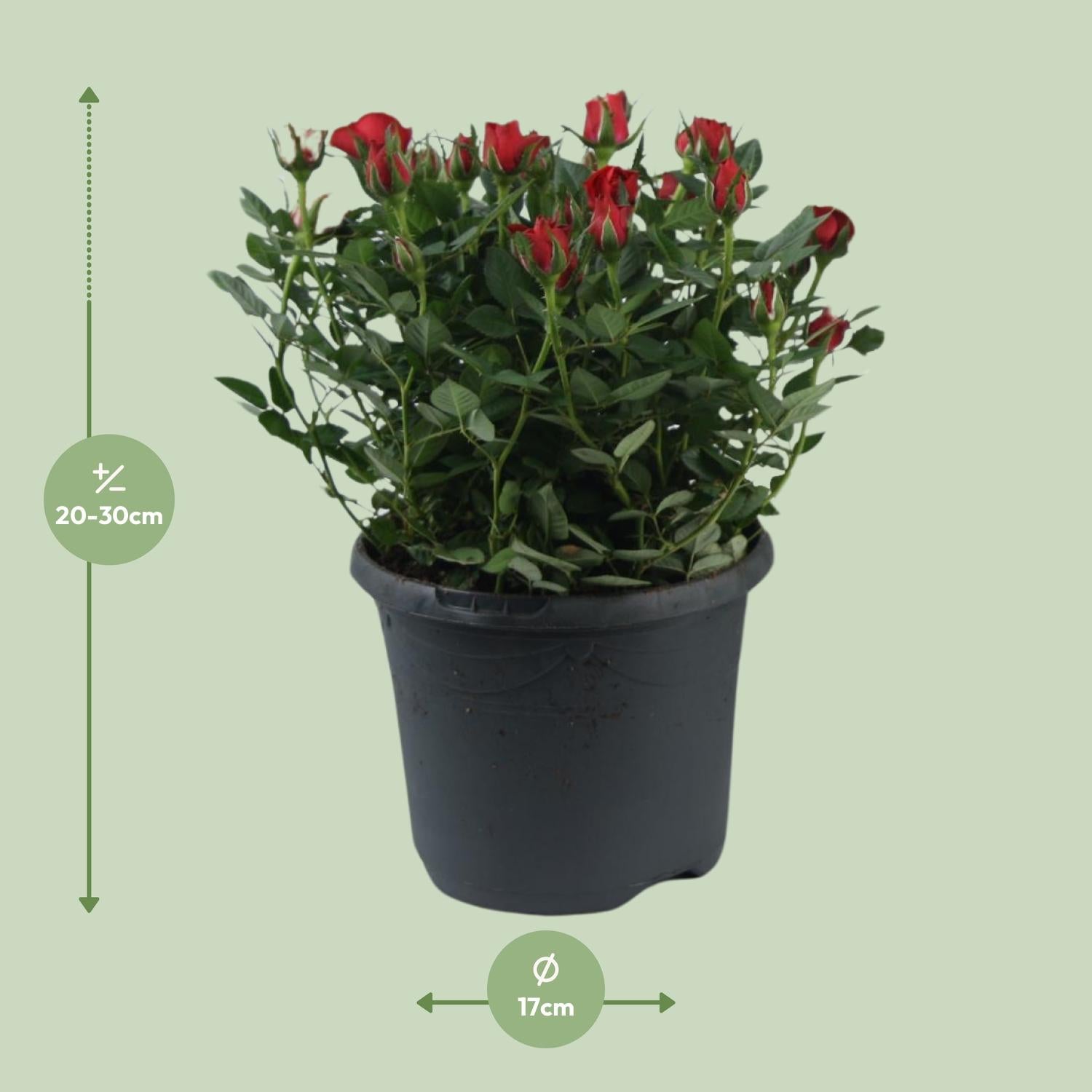 Beetrose ‘Jewel Patio Hot’ – reichblühend, 17 cm Topf, 30 cm hoch