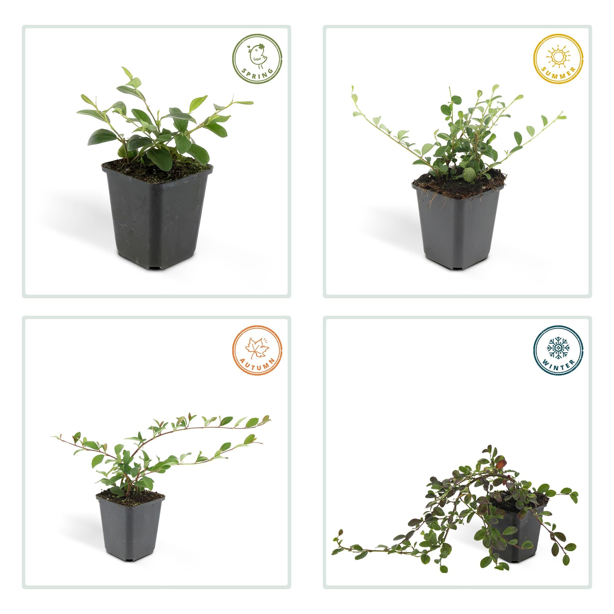 Zwergmispel ‘Major’ – immergrüner Bodendecker, 9 cm Topf, 25 cm Höhe