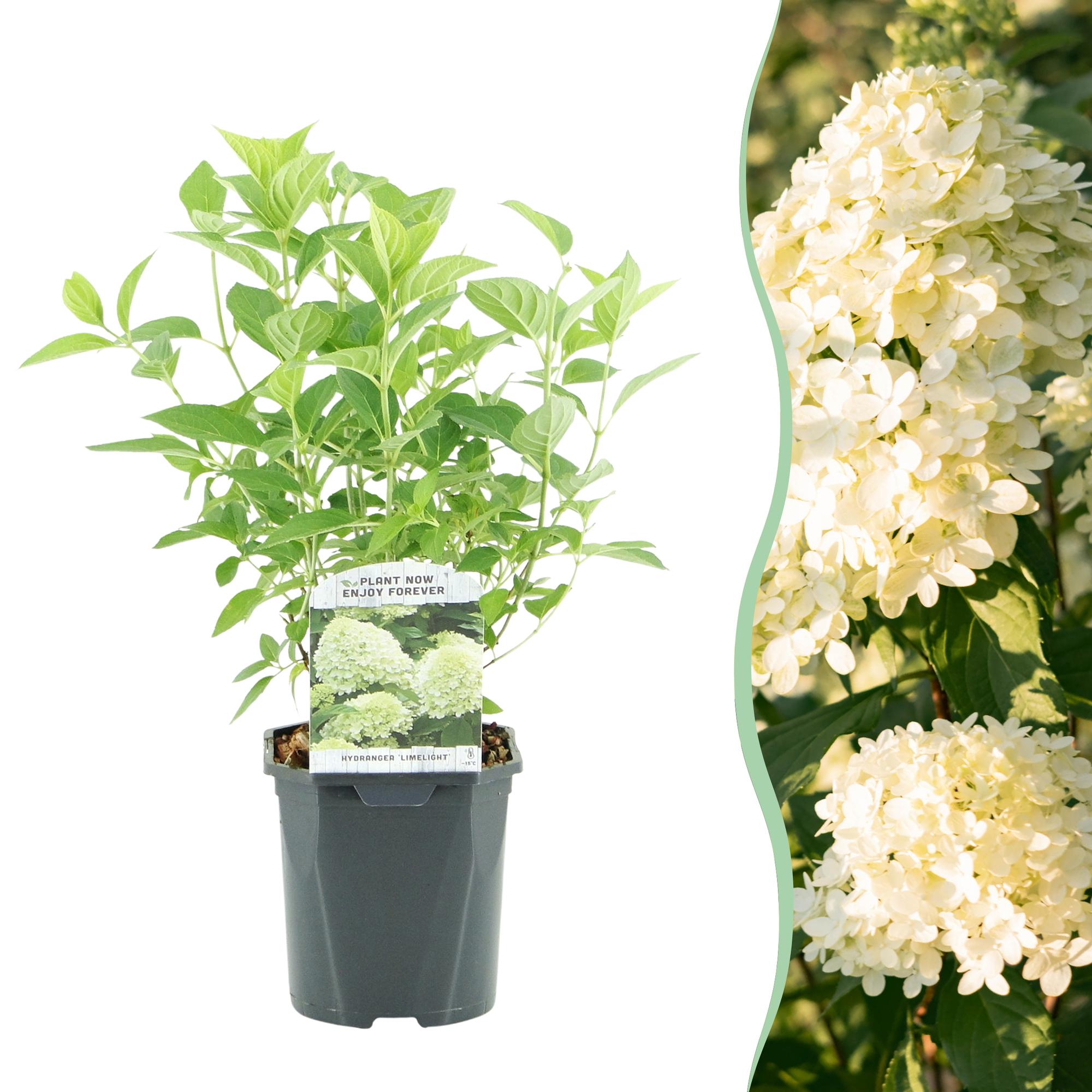 Panicle hydrangea 'Limelight' – creamy white flowers, in a 17 cm pot, 50 cm tall