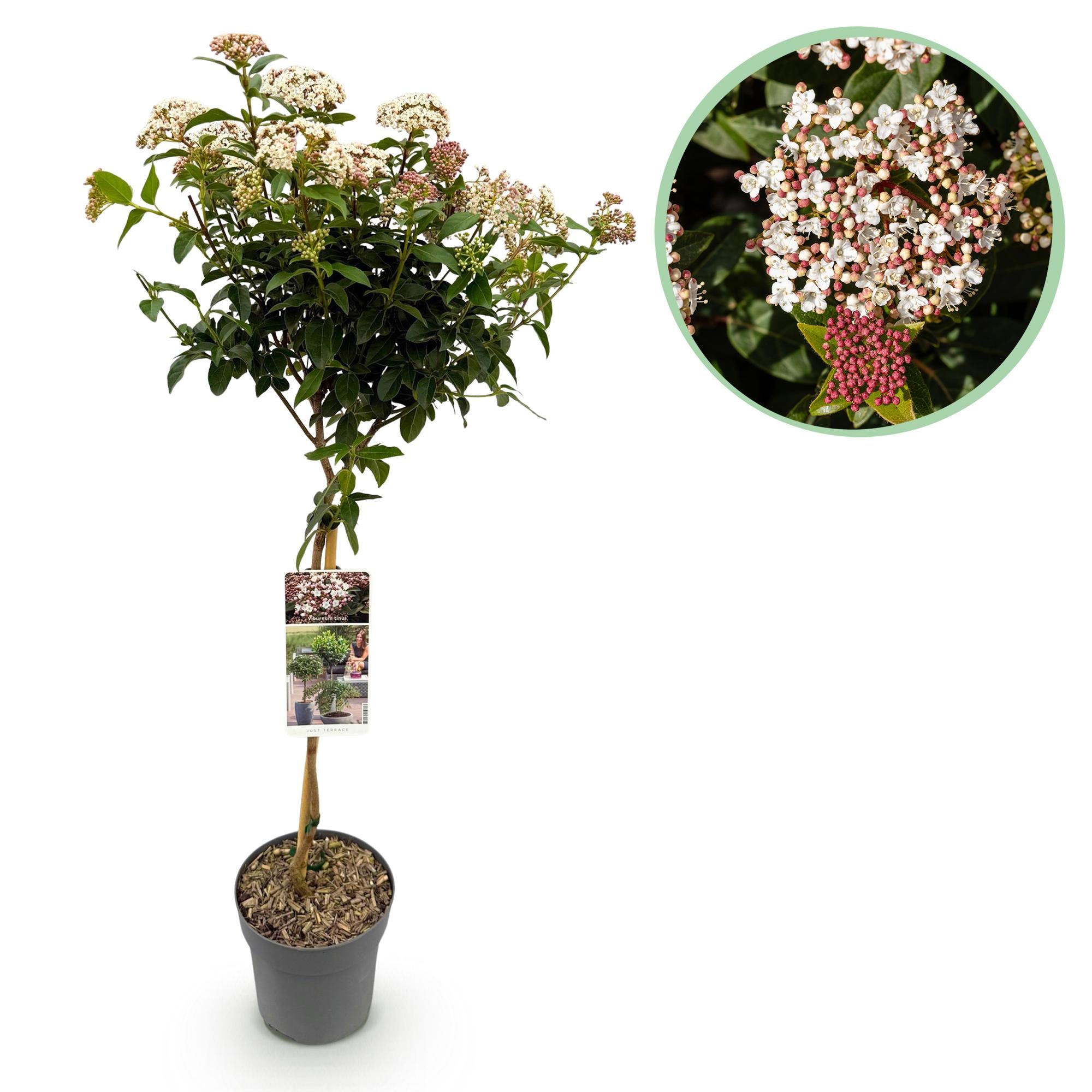 Immergrüne Stamm-Pflanze Viburnum tinus – weiß-rosa Blüte – Topf 19 cm, Höhe 90 cm