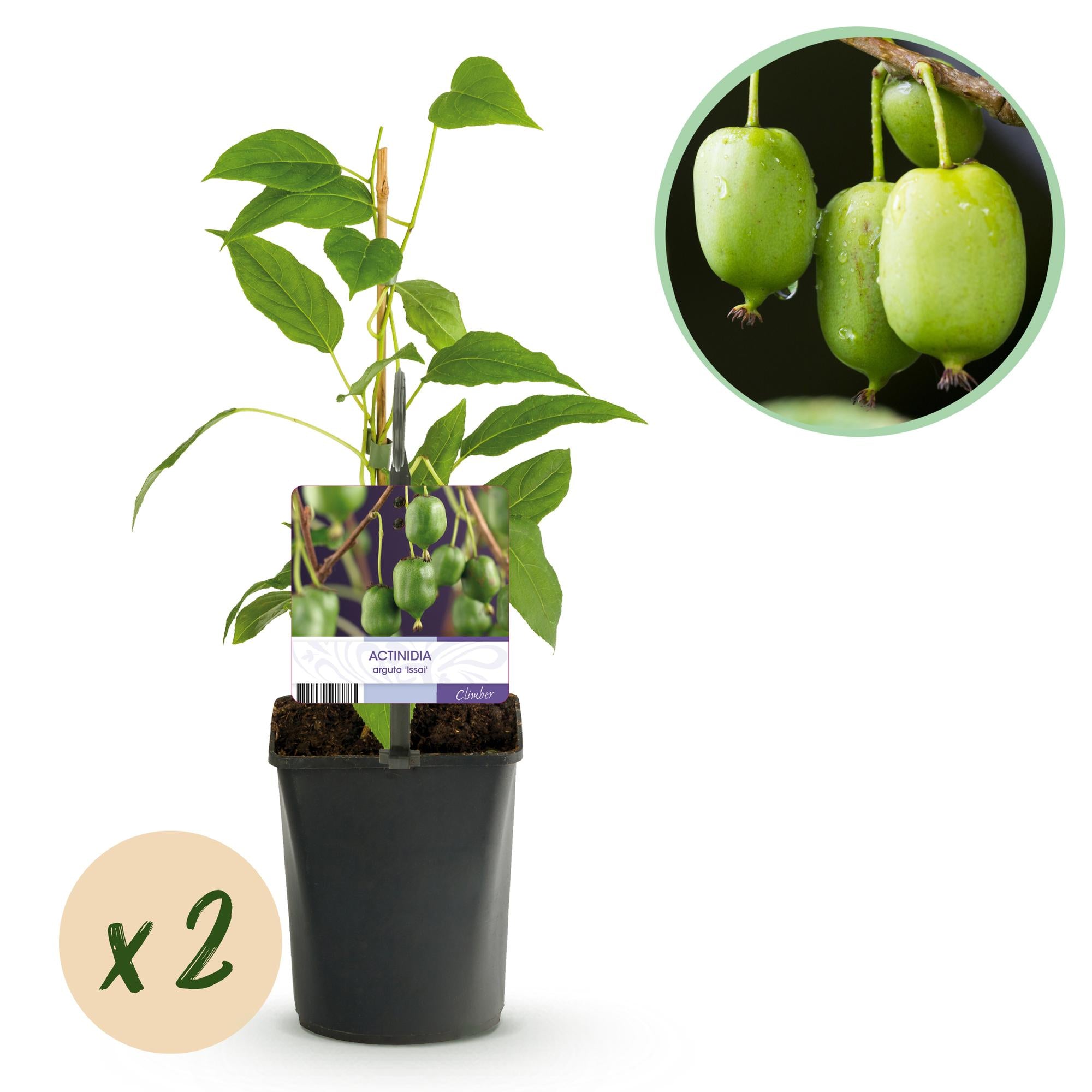 Mini kiwi “Issai” – Actinidia arguta, 2 plants, 11 cm pot, approx. 40 cm height