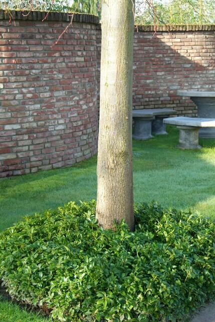 Pachysandra terminalis – immergrüner Bodendecker, 10–25 cm hoch