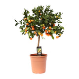 Καλαμοντινόπορτοκαλί (Citrus calamondin) – 40–80 εκ.