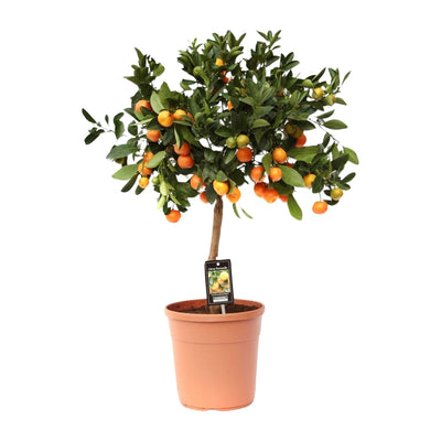 Calamondinoarancio (Citrus calamondin) – 40–80 cm