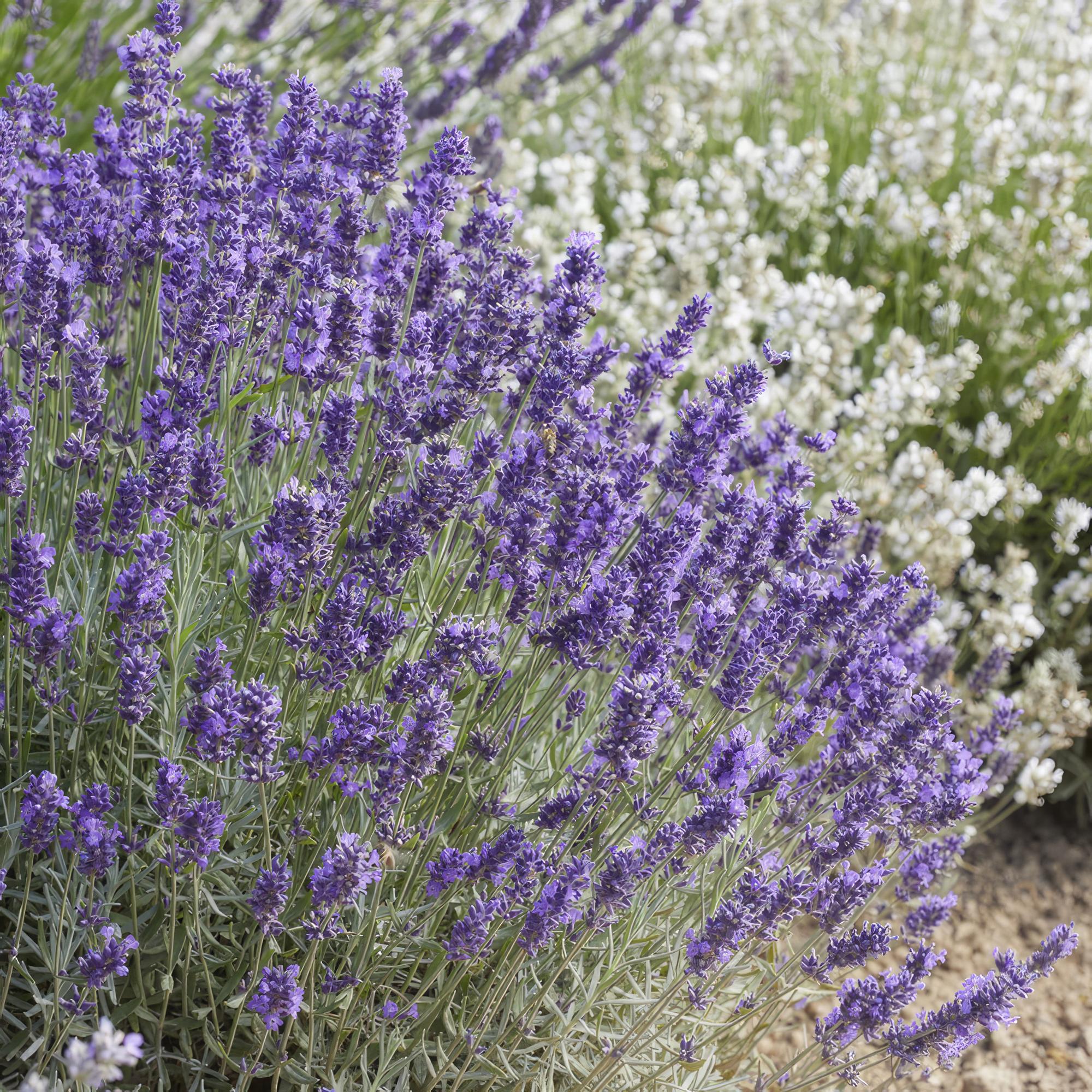 Lavandula ‘Hidcote’ – kompakter Lavendel, 9 cm Topf, 10–25 cm