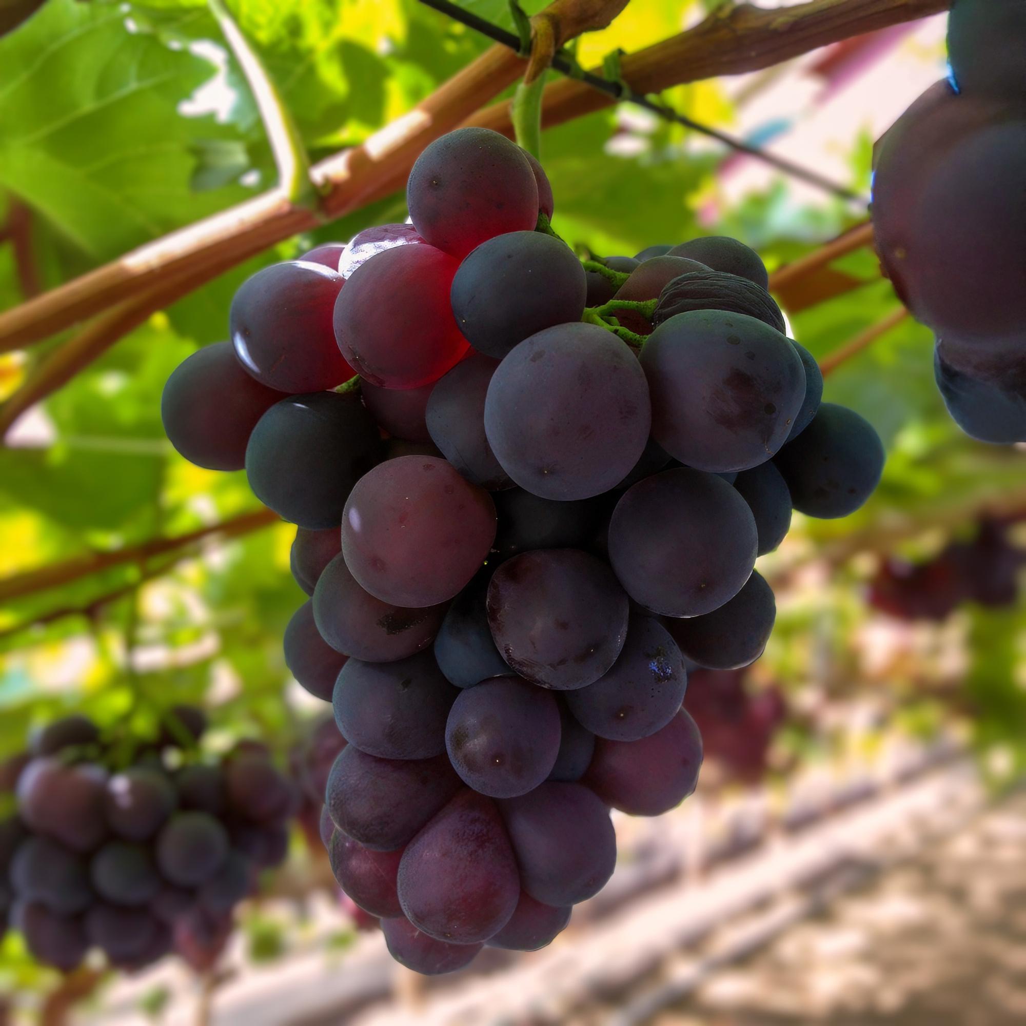 Σταφύλι χωρίς κουκούτσια 'Vanessa' – Vitis vinifera, 2 φυτά, γλάστρα 15 cm, ύψος 50 cm