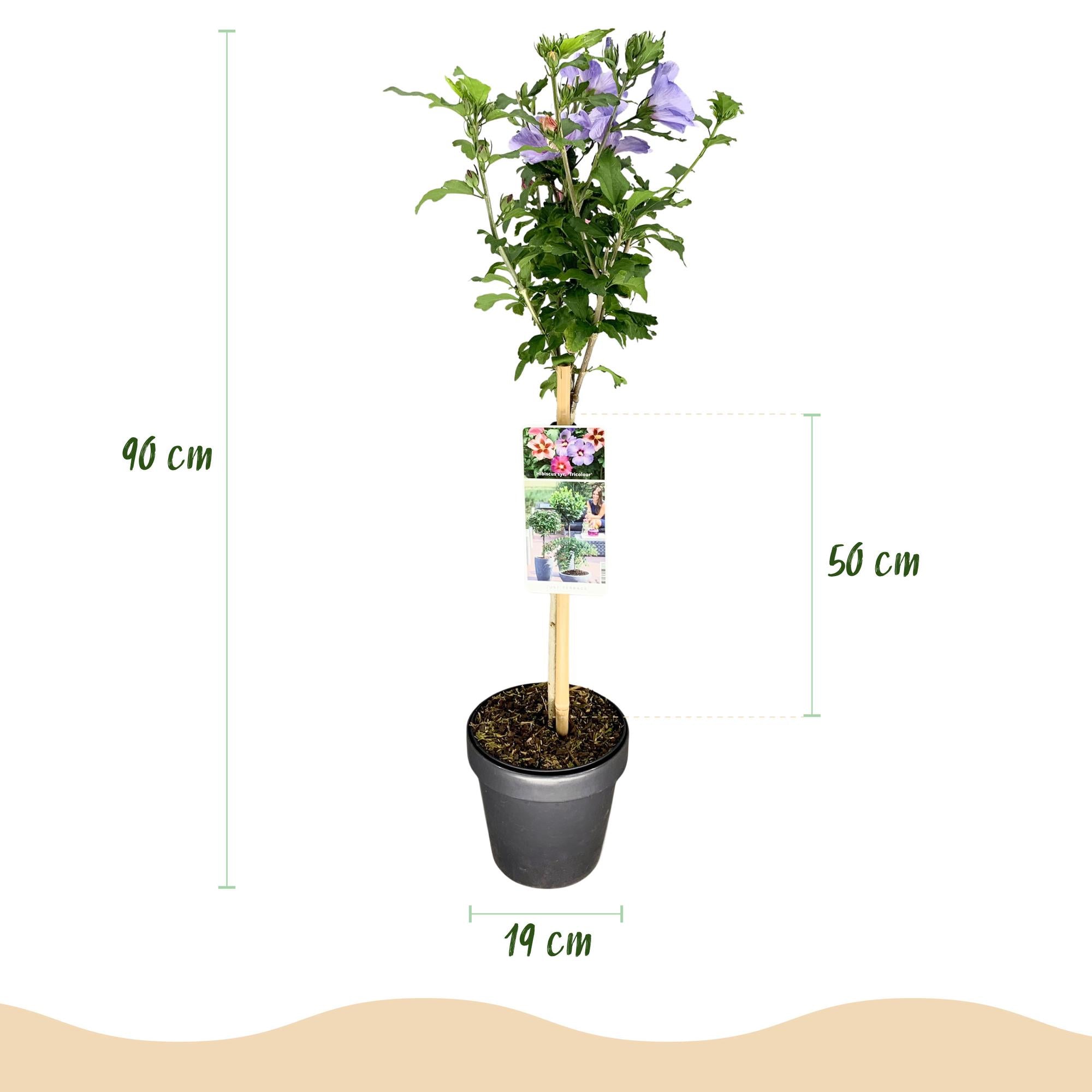 Hibiscus syriacus ‘Tricolour’ – Stämmchen für Terrasse und Garten, 19 cm Topf, 90 cm Höhe