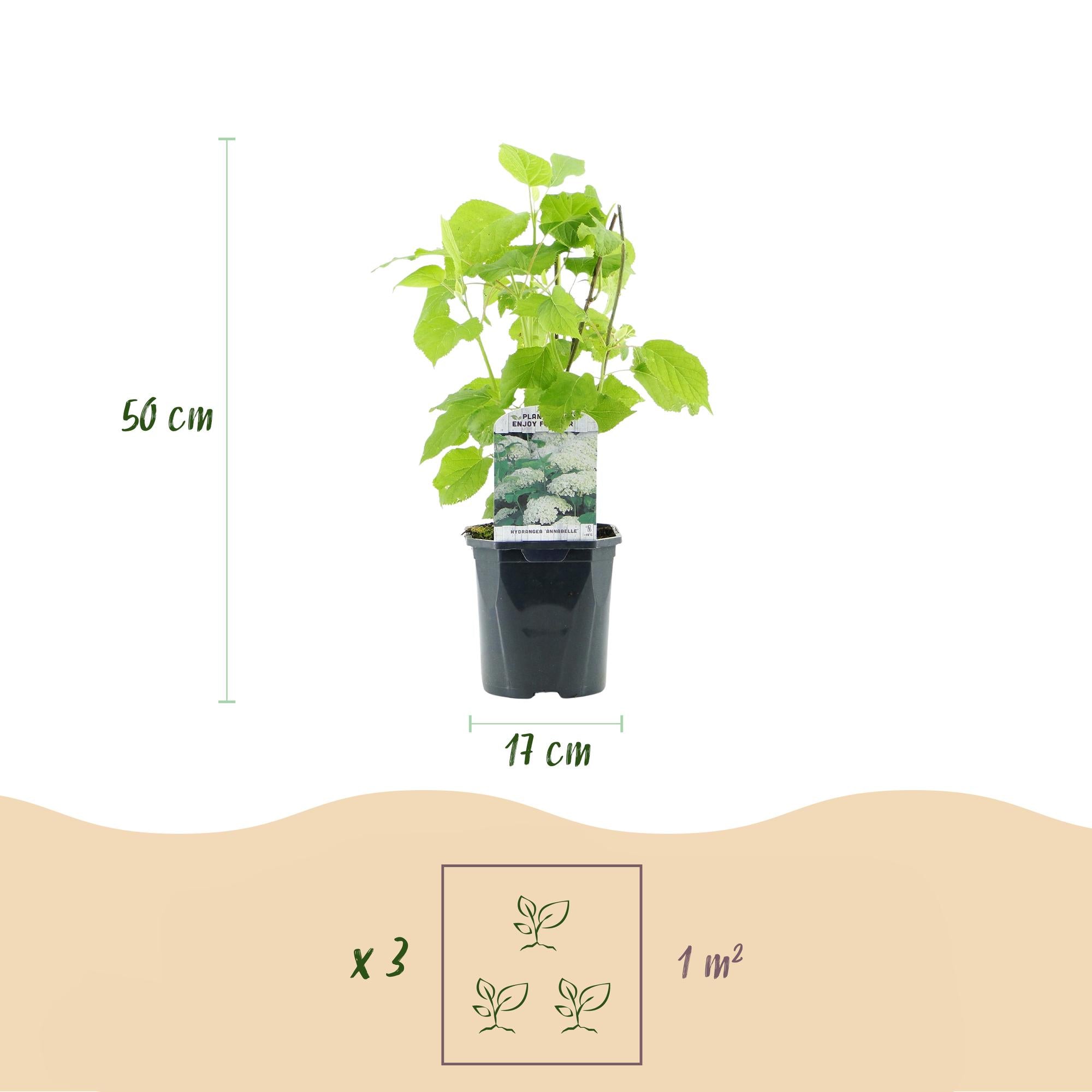 Hydrangea arborescens ‘Annabelle’ – weiße Blüten, laubabwerfend, 3 Pflanzen pro m², 17 cm Topf, 50 cm Höhe