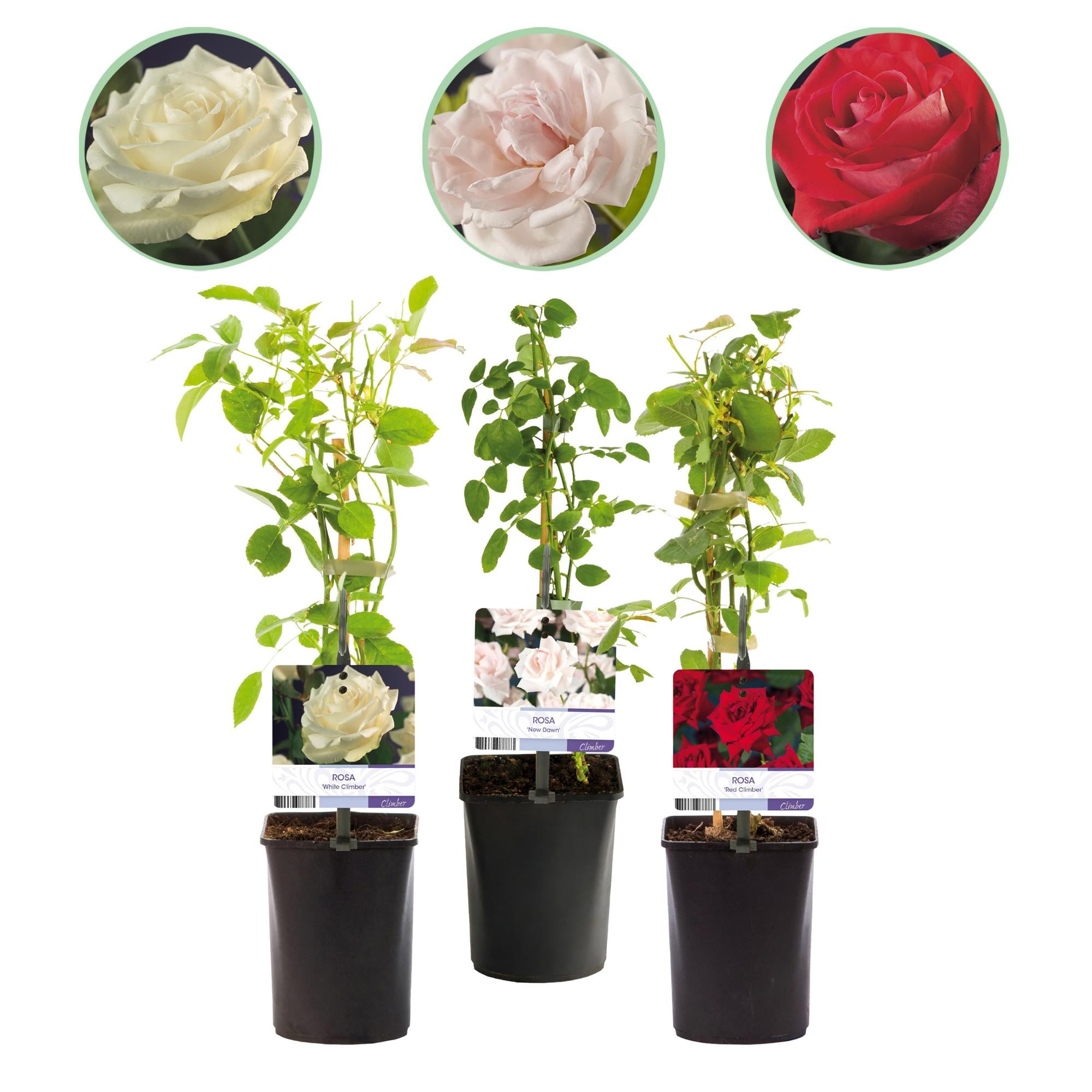 ‘Rosa Tricolour’ Kletterrose – mehrfarbig blühend, pflegeleicht, 3 Pflanzen im 11 cm Topf, 40 cm Höhe