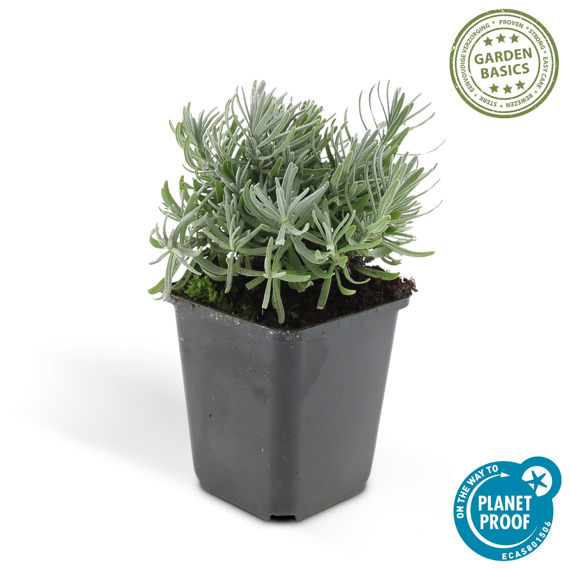 Lavandula ‘Hidcote’ – kompakter Lavendel, 9 cm Topf, 10–25 cm