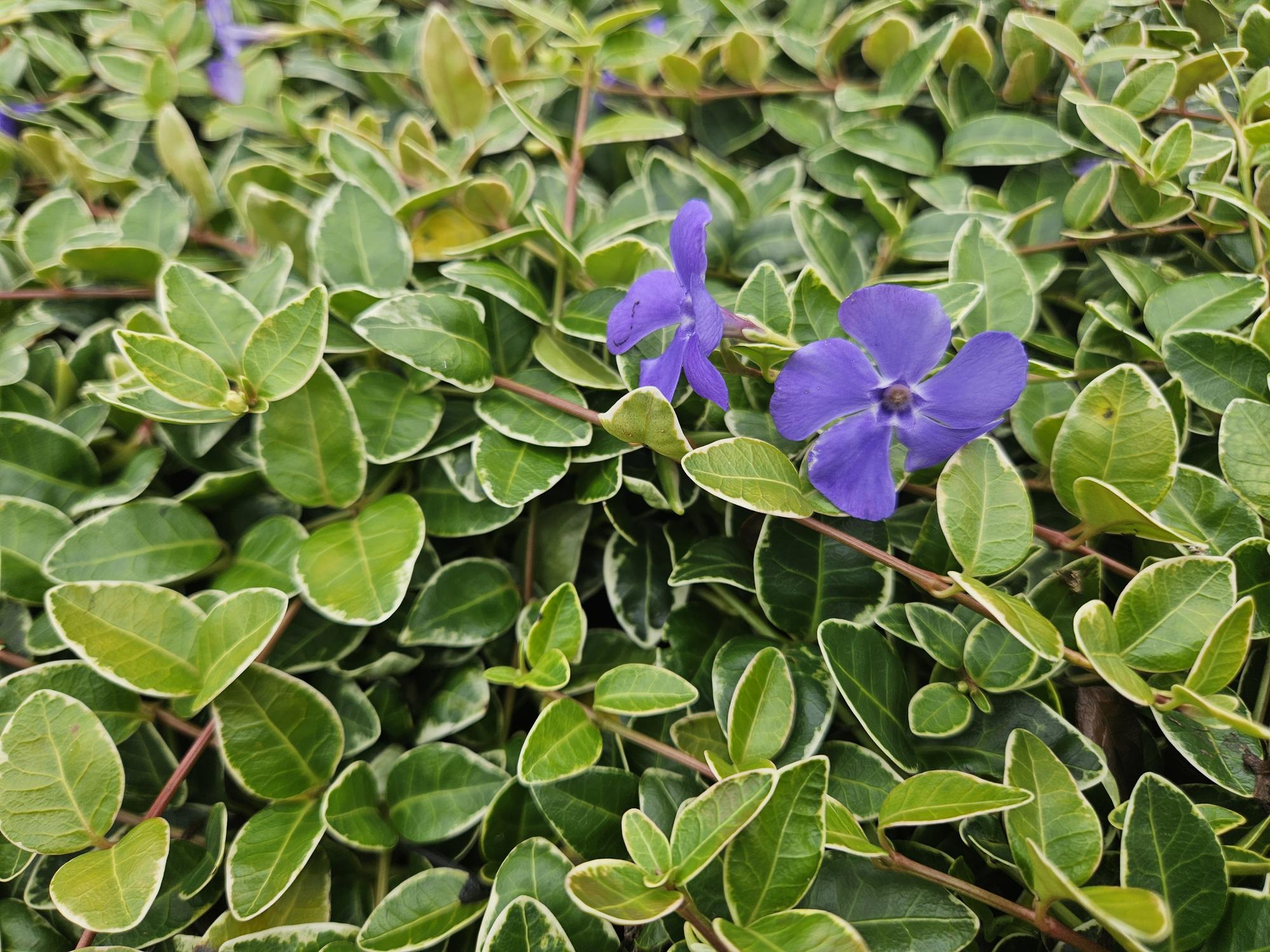Vinca minor ‘Ralph Shugert’ – weiß gerandetes Immergrün, 9 cm Topf, 10–25 cm Höhe