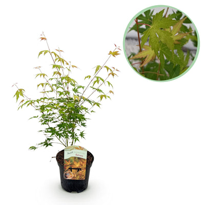 Acer Palmatum 'Katsura' – acero giapponese, deciduo – vaso da 19 cm, altezza 70 cm