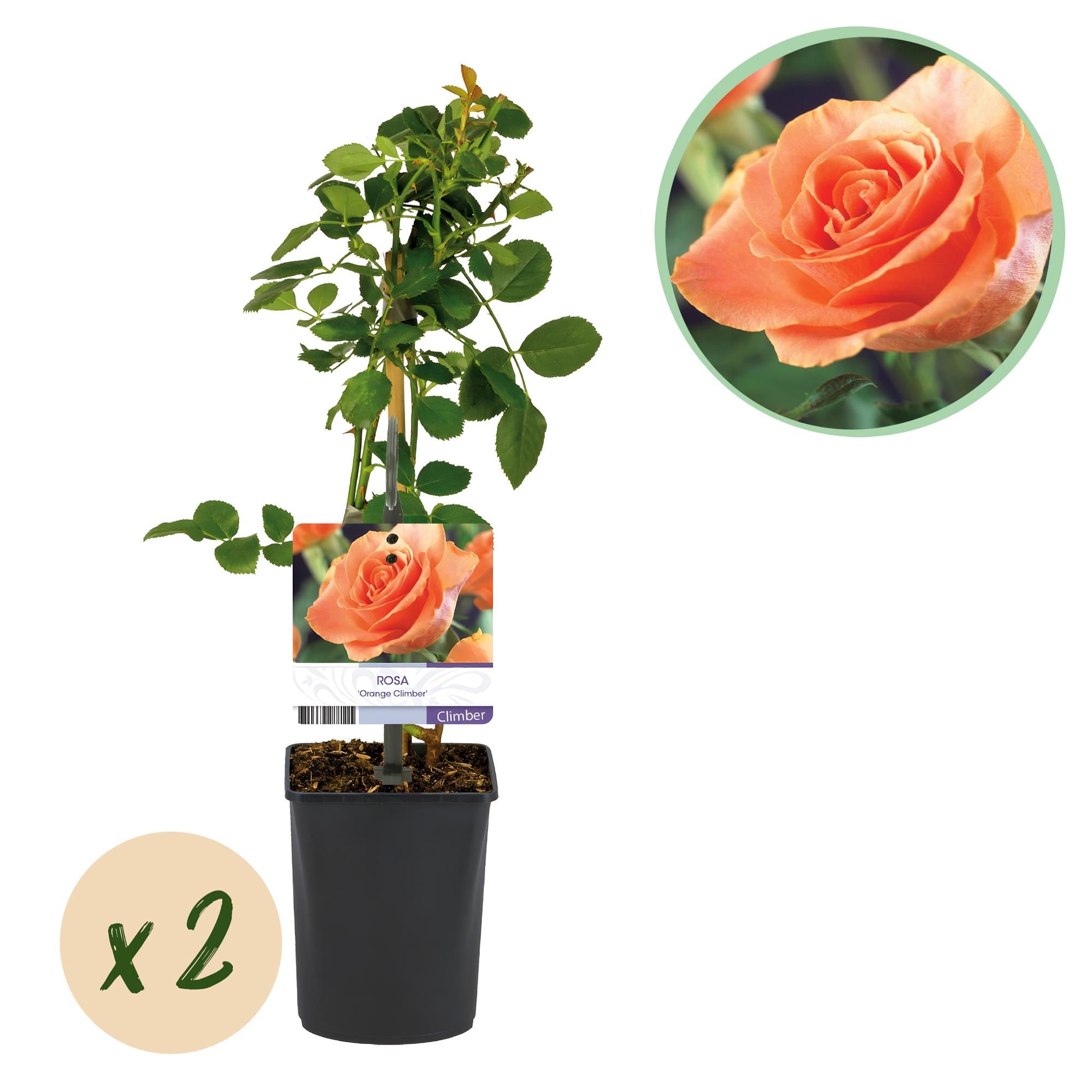 Rosa ‘Orange Climber’ – Kletterrose mit orangefarbenen Blüten, 2 Pflanzen, 40 cm Höhe