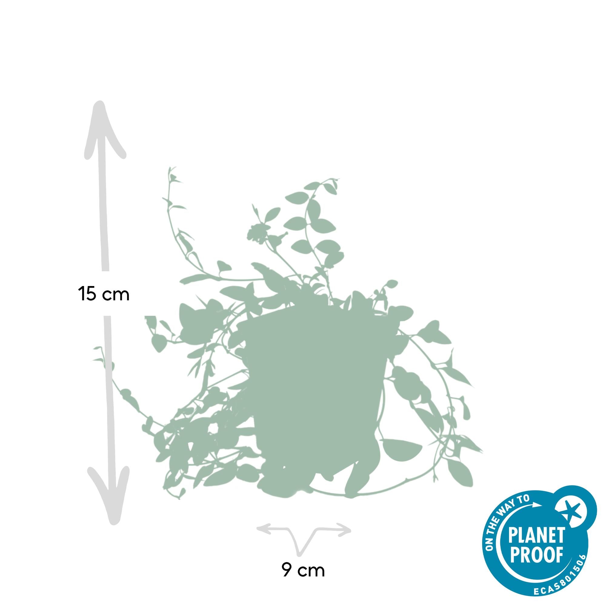 Immergrün ‘Atropurpurea’ – robust & winterhart, 9 cm Topf, 10–25 cm Höhe