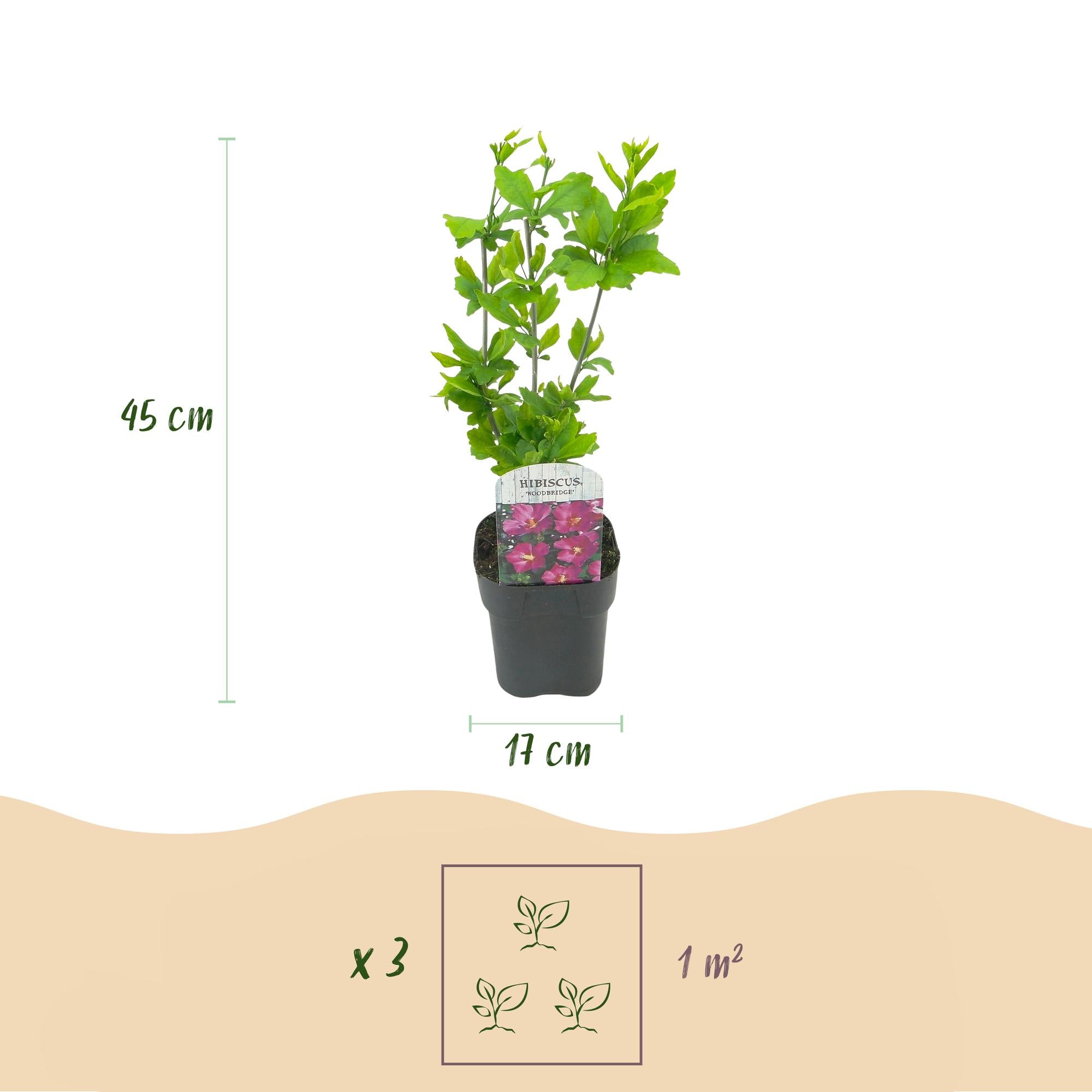 Cornus sibirica – 1 pianta, rami rossi, decidua, vaso da 17 cm, altezza 45 cm