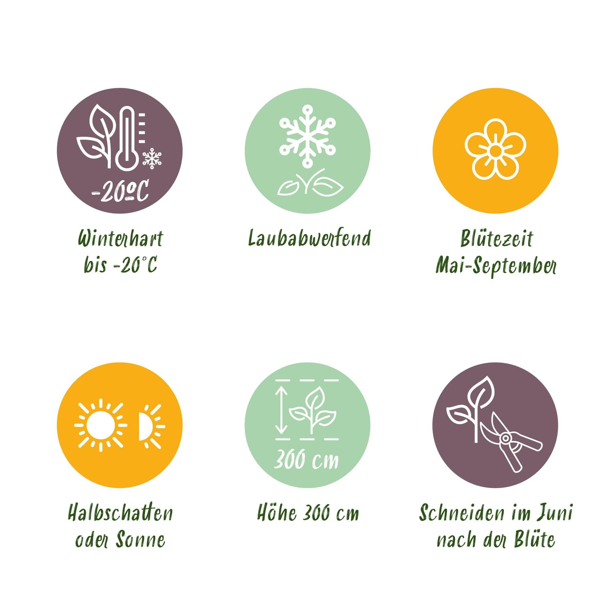 Kletterpflanze Clematis ‘Tricolour’ – Rosa-Weiß-Lila Blüte, 3 Pflanzen, 11 cm Topf, ca. 40 cm hoch