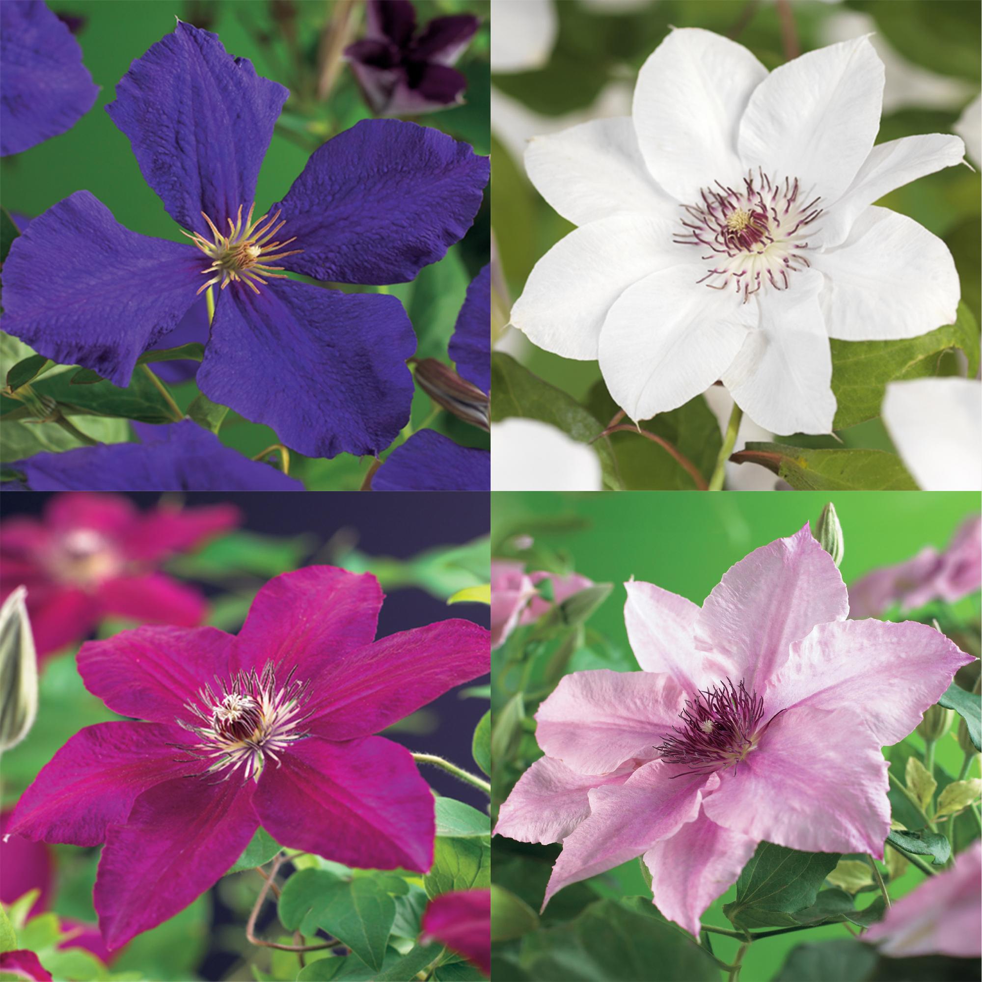 Kletterpflanze Clematis ‘Rainbow’ – mehrfarbig blühend, 4 Pflanzen, Topf 11 cm, Höhe 40 cm