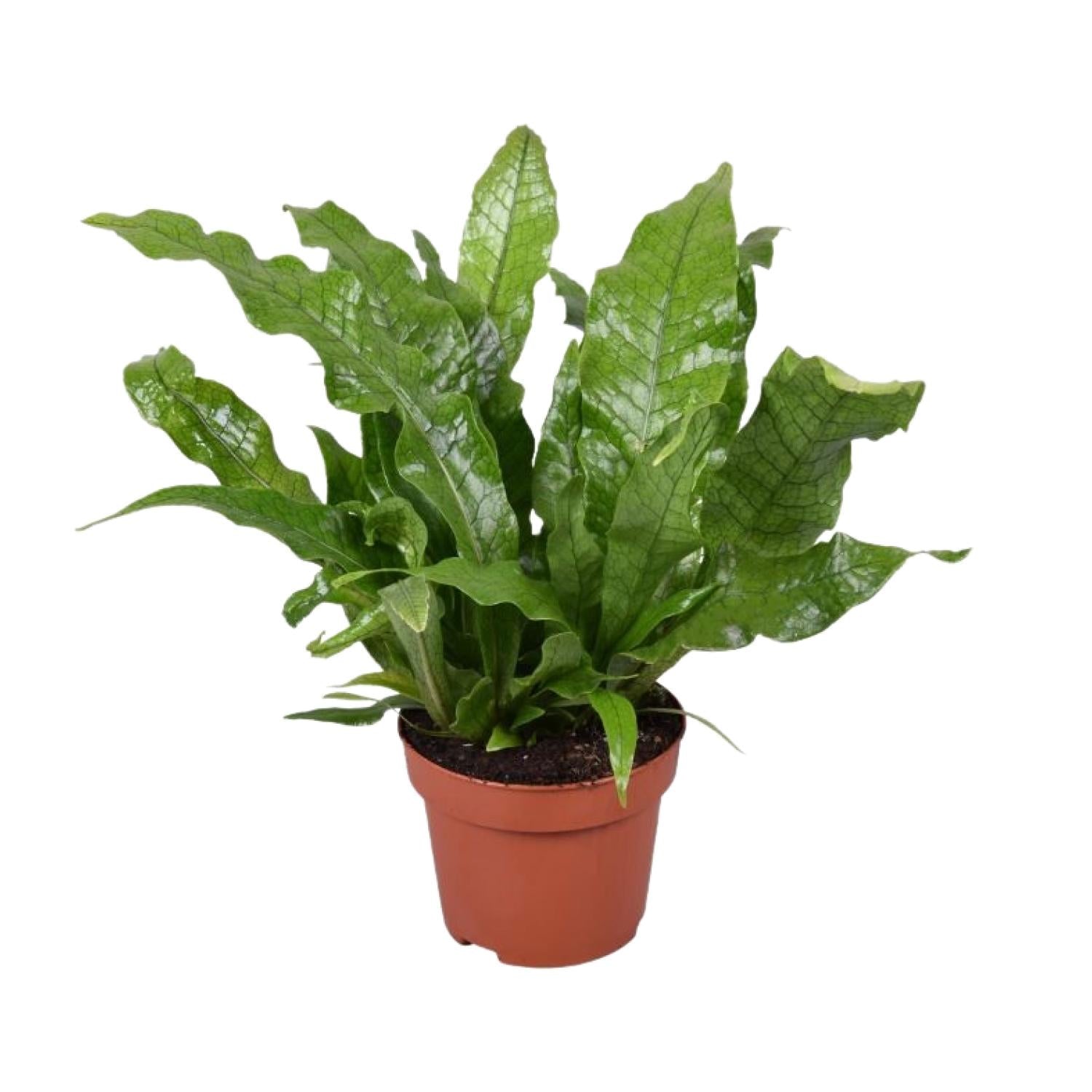 Microsorum Crocodyllus – Krokodilfarn - Ø12cm - ↕30cm