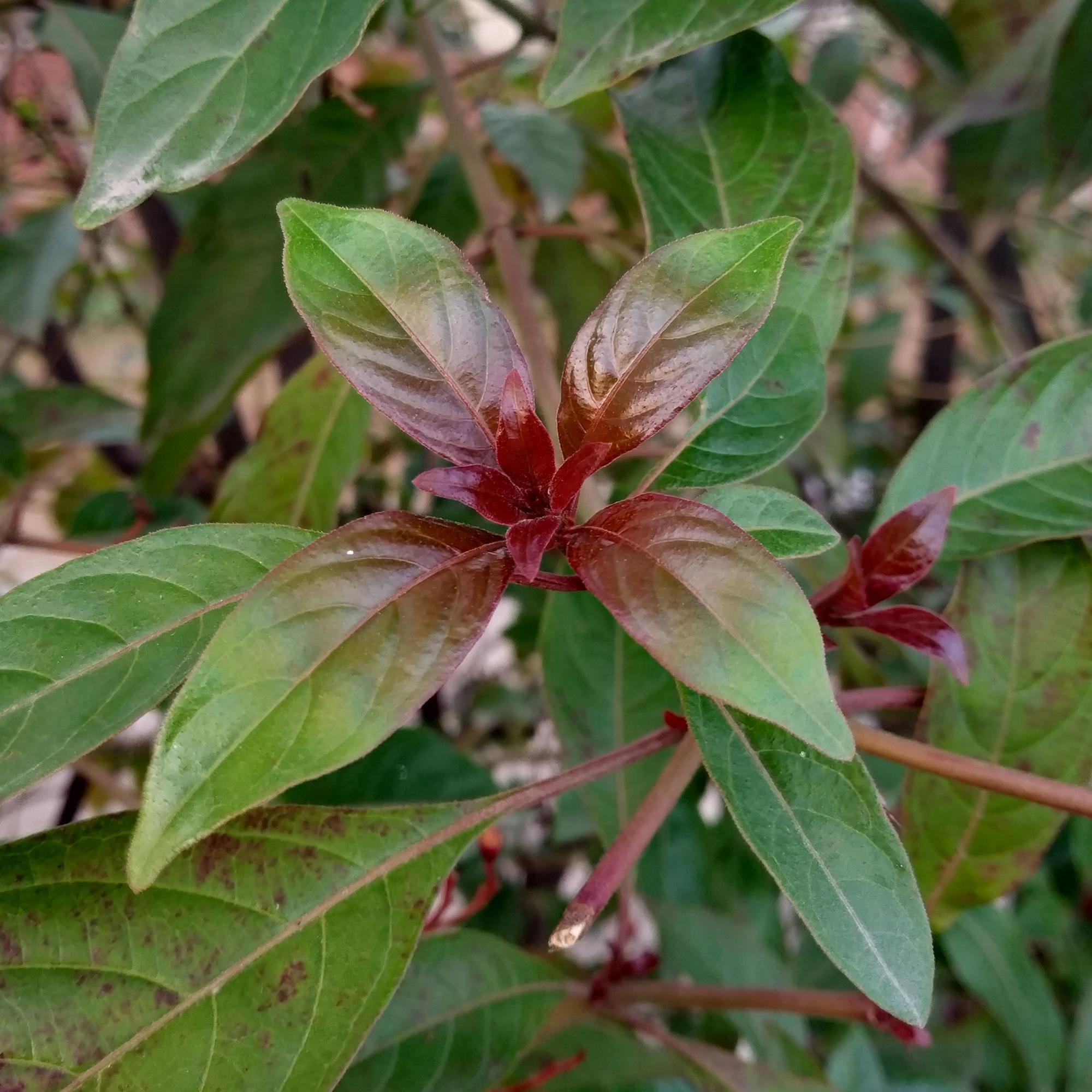 Cornus alba ‘Kesselringii’ – Zierhartriegel mit dunklen Zweigen, 45 cm hoch
