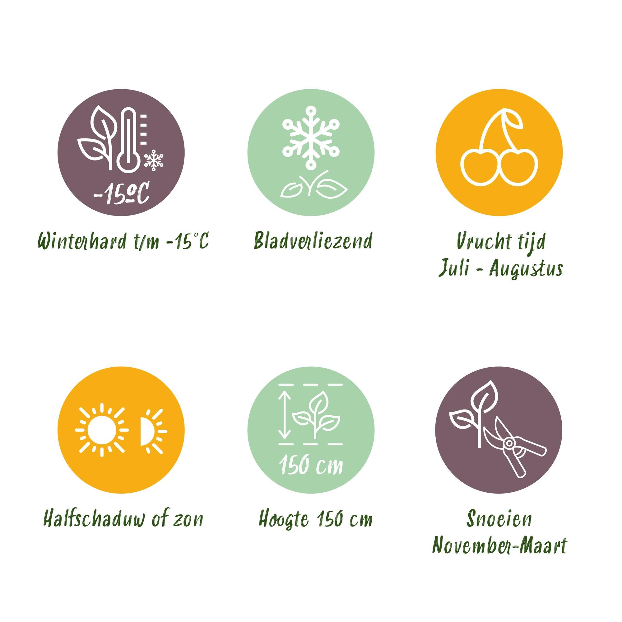 Thornless blackberry “Triple Crown” – 2 plants, 11 cm pot, approx. 40 cm