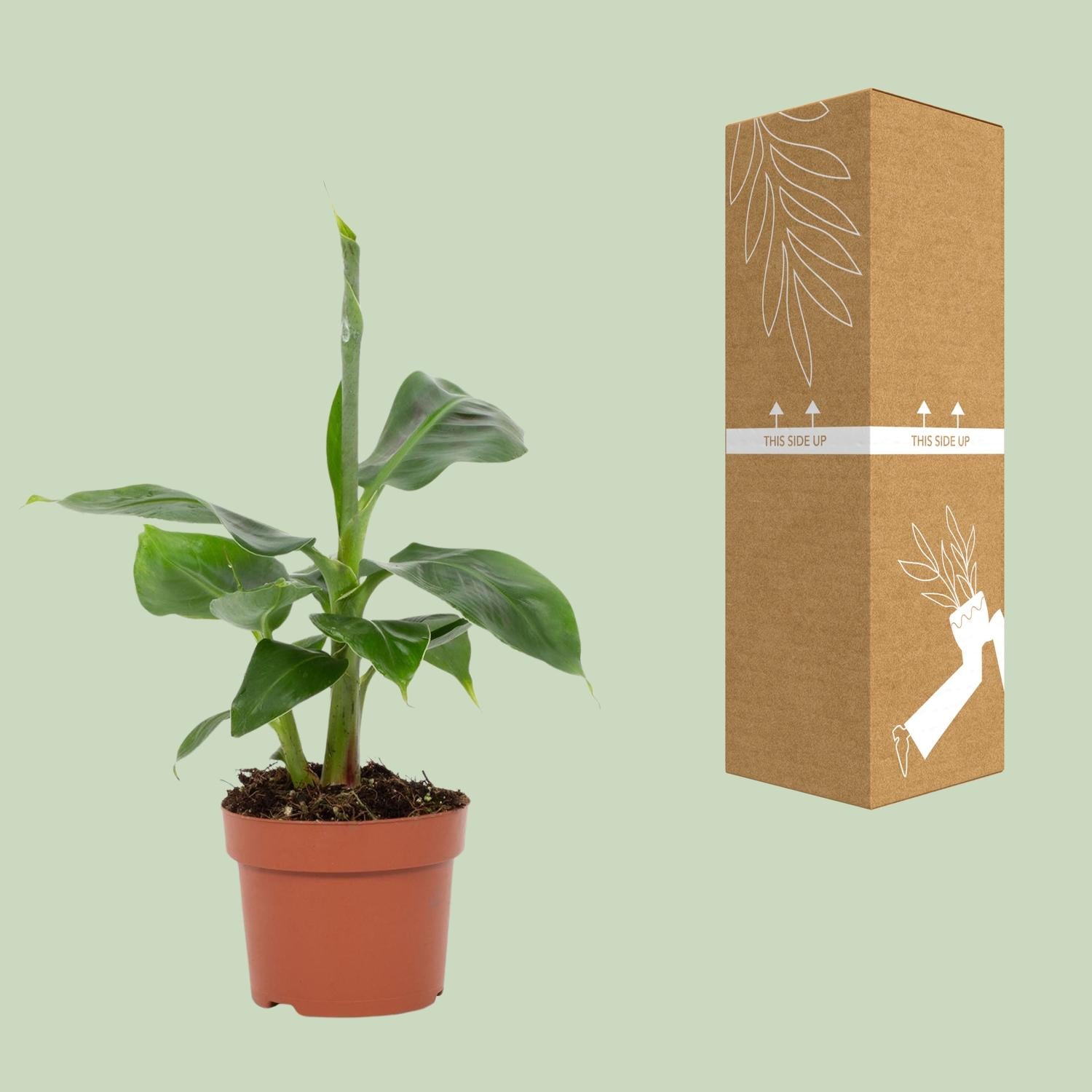 Musa Tropicana – Zwergbanane - 12 cm Topf, 27 cm hoch