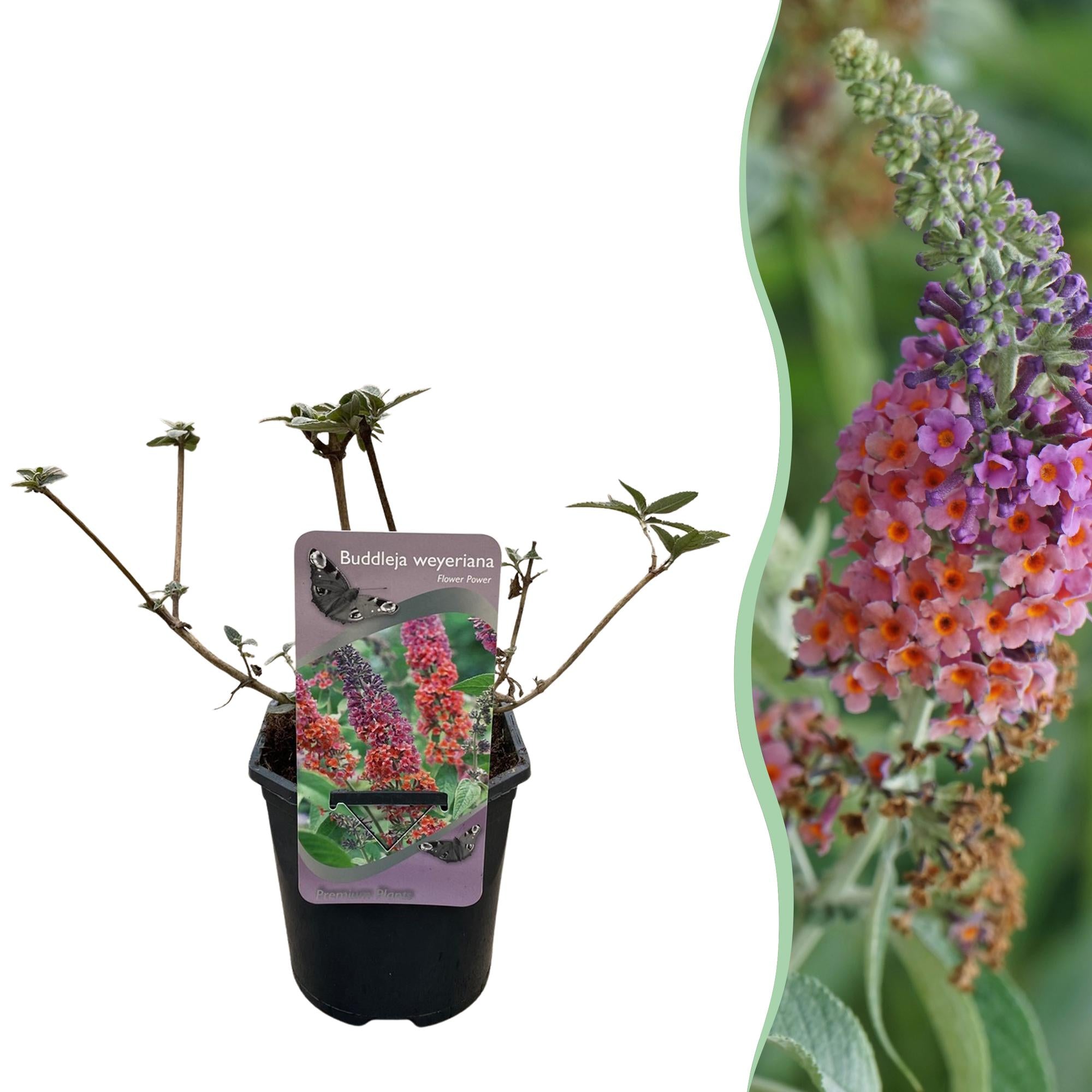 Buddleja davidii ‘Flower Power’ – laubabwerfender Schmetterlingsstrauch, 17 cm Topf, 30 cm Höhe