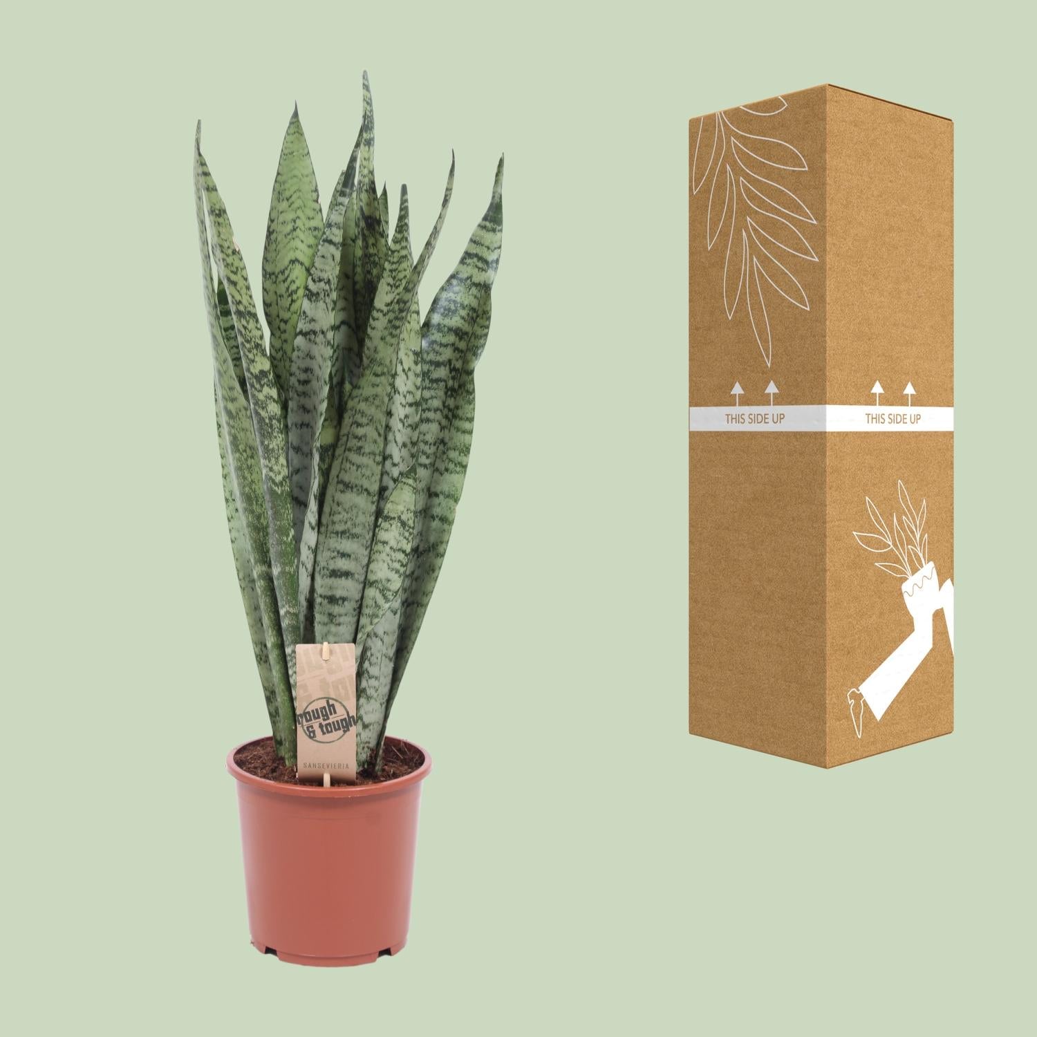 Sansevieria Zeylanica – Zeylanischer Bogenhanf - 70-120 cm