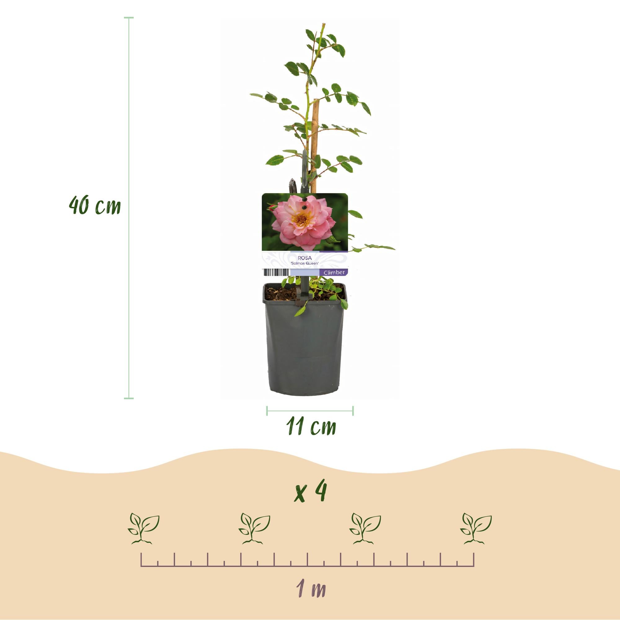 Rosa ‘Salmon Queen’ – Kletterrose, lachsrosa, pflegeleicht, 2 Pflanzen à 11 cm Topf, 40 cm Höhe