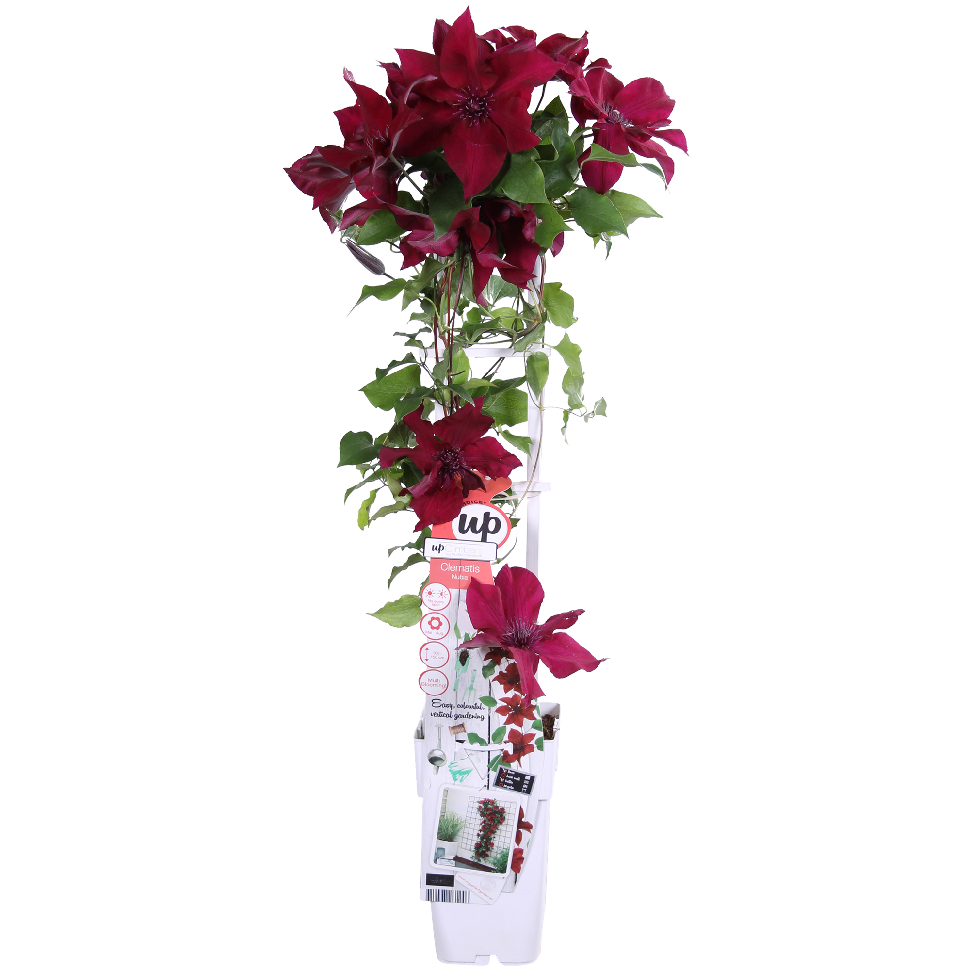 Clematis ‘Nubia’ (Evison-Serie) – rotblühende Clematis, Ø15 cm, 65 cm hoch