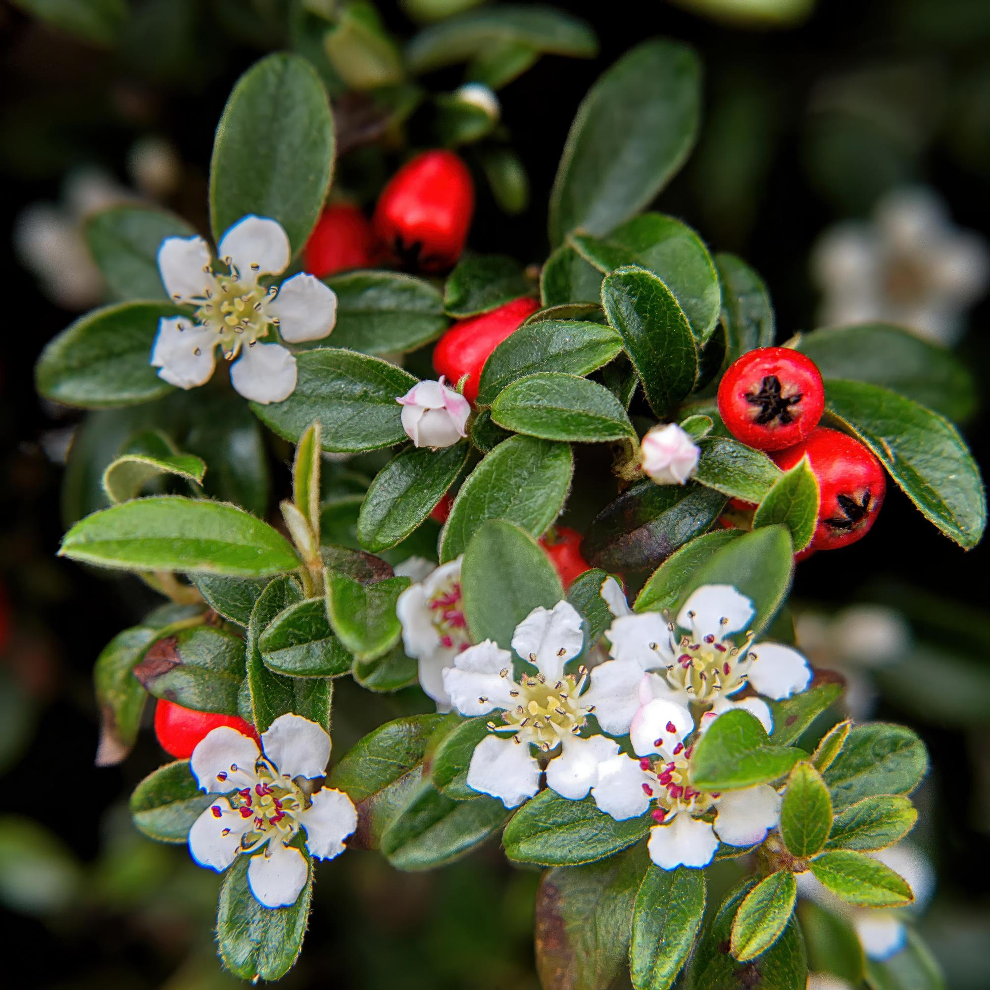 Cotoneaster dammeri – niedrig wachsend, 9 cm Topf, 10–25 cm Höhe