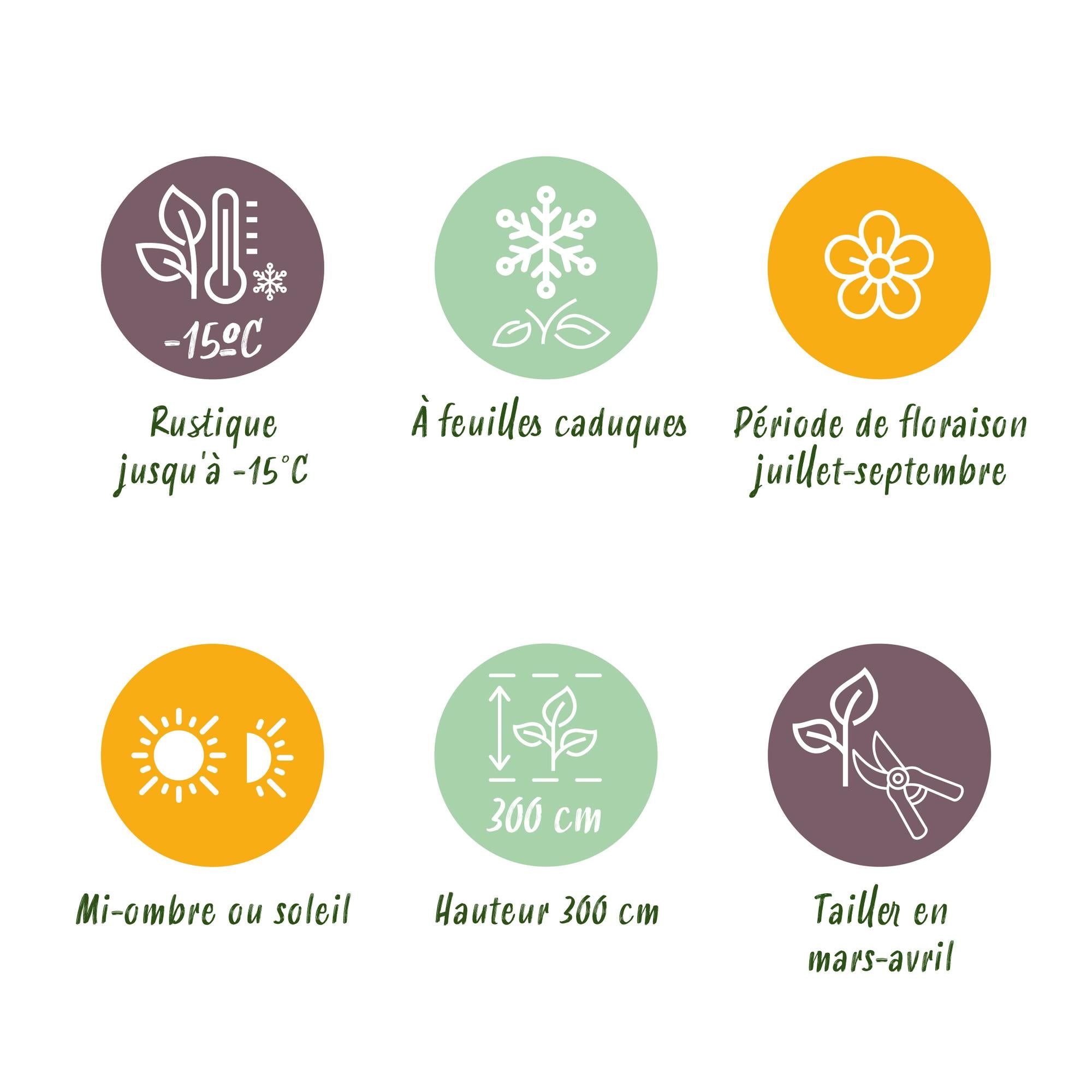 Hibiscus 'Hamabo' – deciduo, fioritura rosa chiaro, vaso da 17 cm, altezza 45 cm