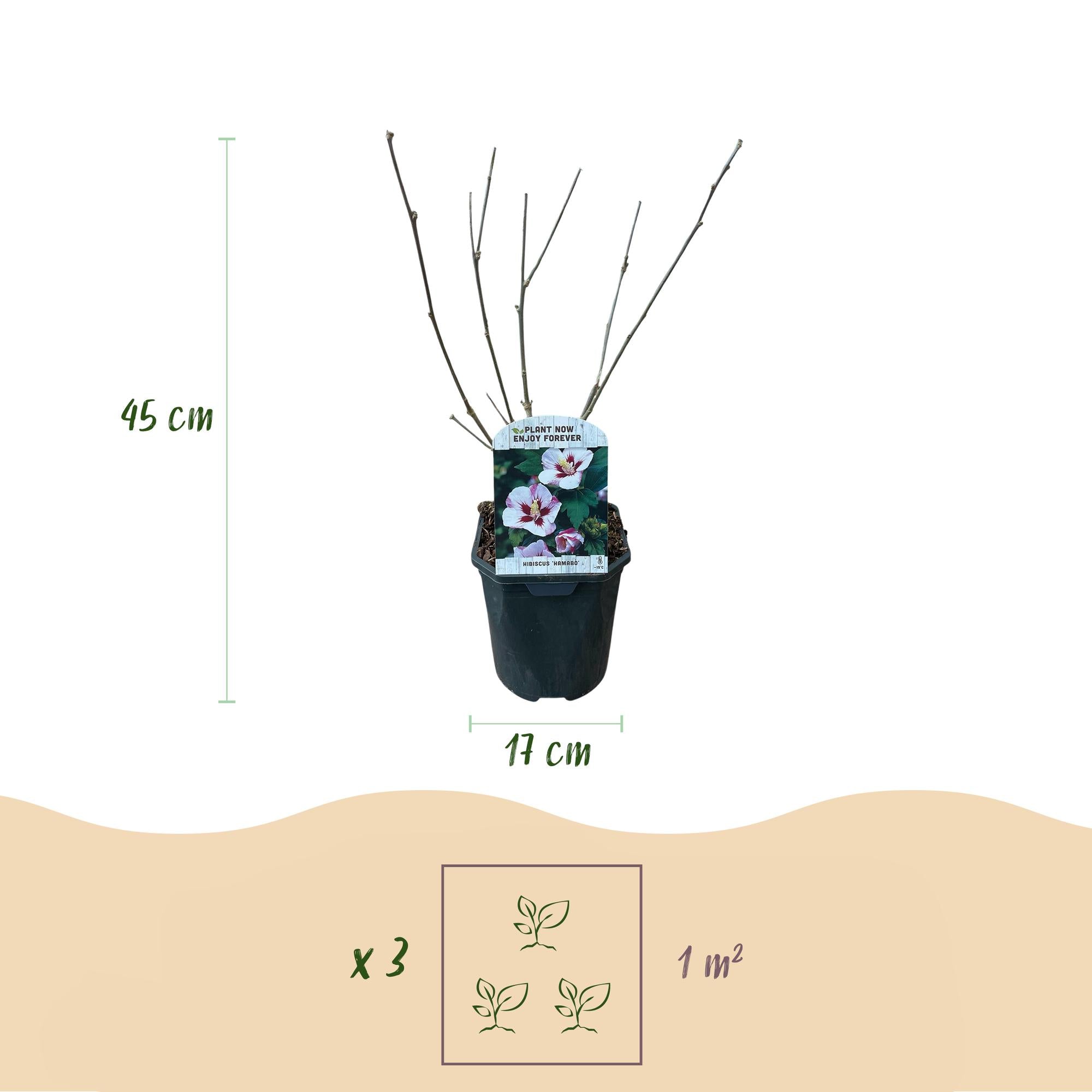 Hibiscus 'Hamabo' – deciduo, fioritura rosa chiaro, vaso da 17 cm, altezza 45 cm