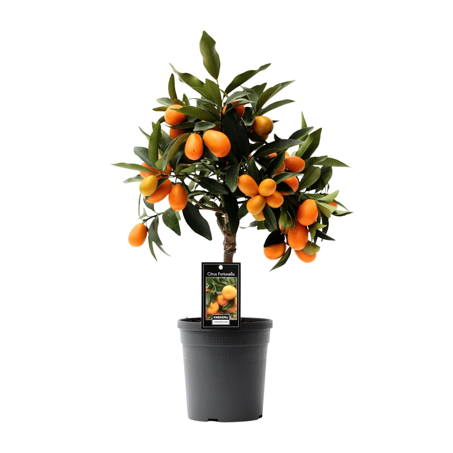 Kumquat agli agrumi - vaso da 16 cm, alto 45 cm