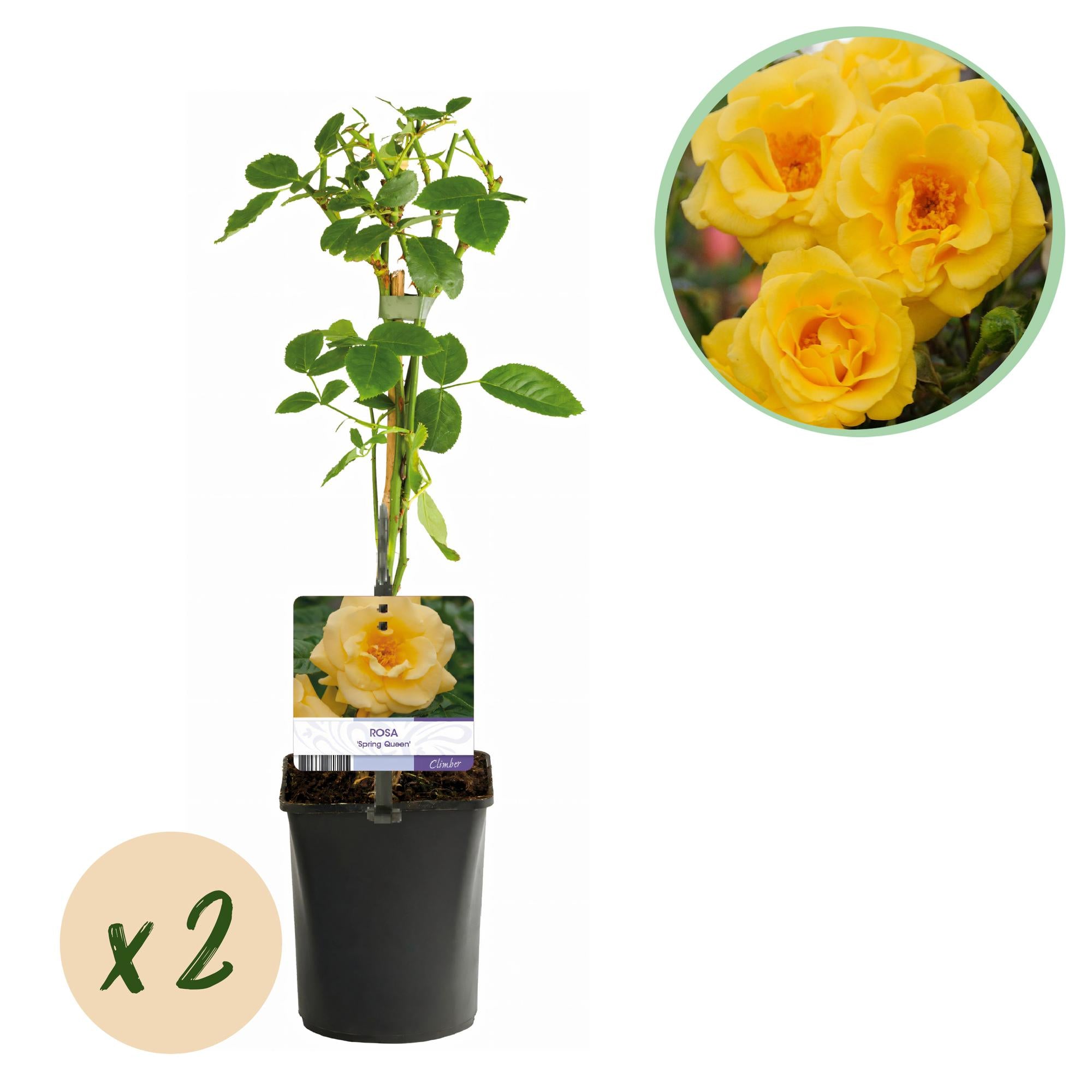 Kletterrose ‘Spring Queen’ – gelbe Blüte, pflegeleicht, 2 Pflanzen, 11-cm-Topf, 40 cm hoch