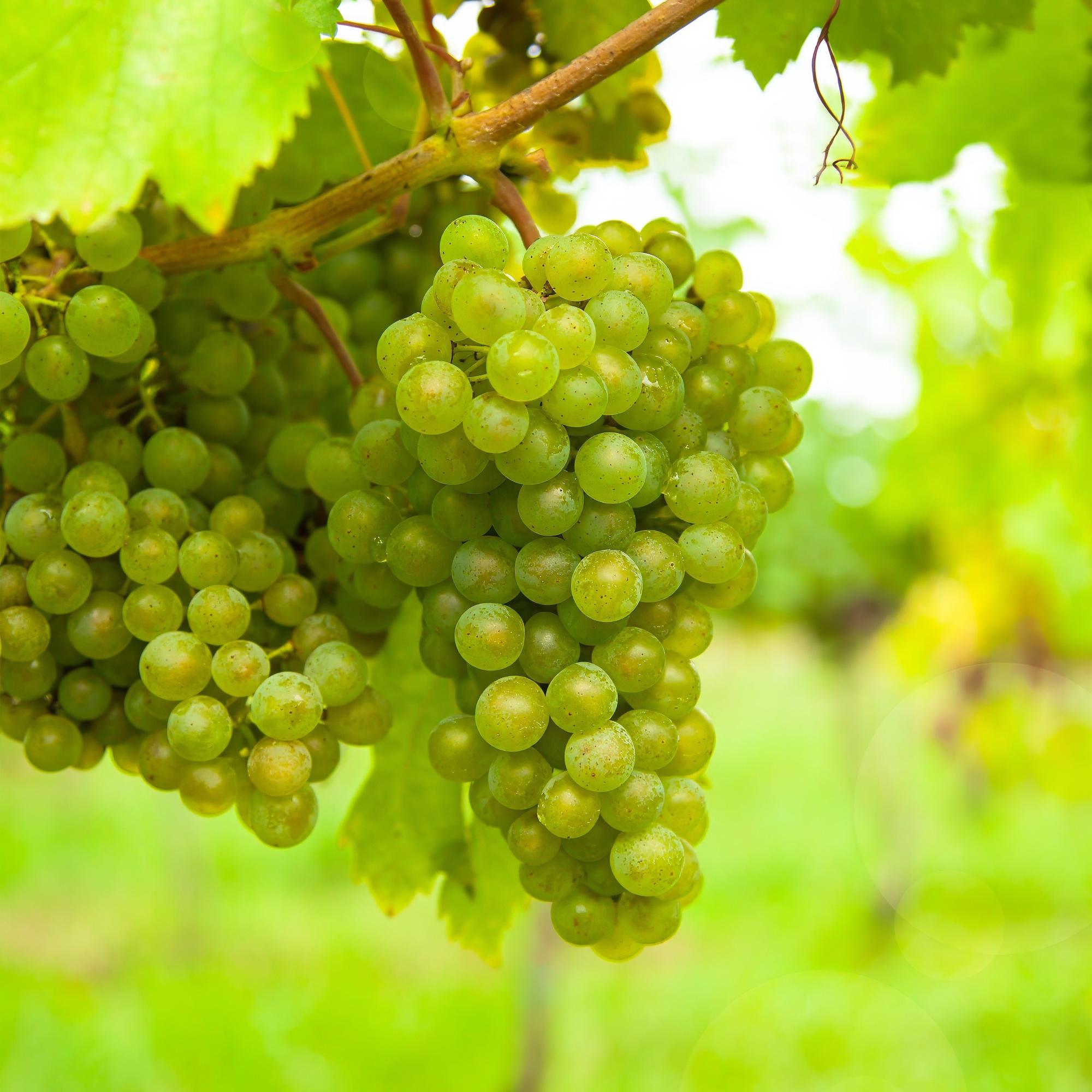 Obstpflanze Weiße Traube ‘Frühzeit von der Laan’ – 2 Pflanzen, Topf 15 cm, Höhe ca. 50 cm