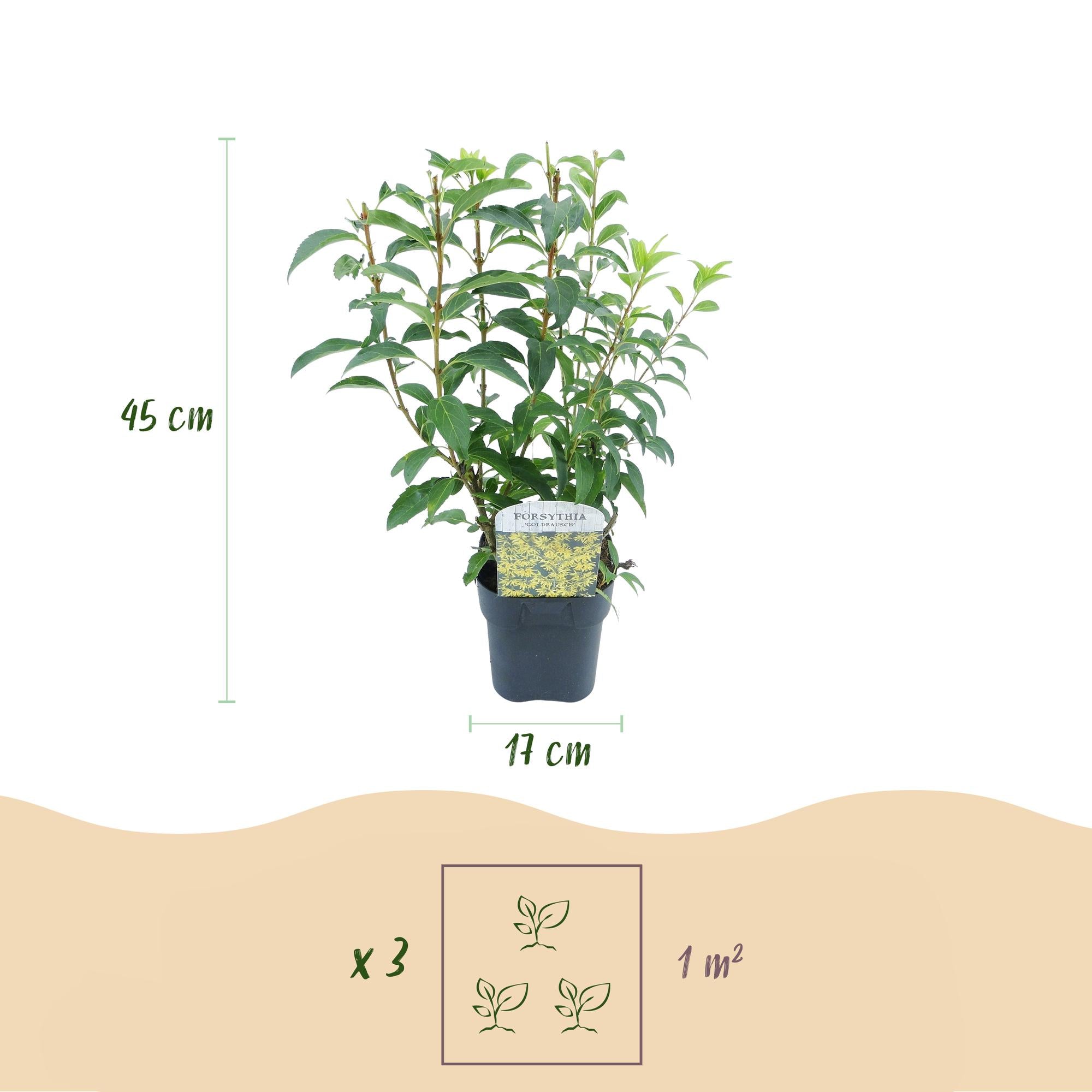 Forsythia 'Goldrauch' – yellow-flowering shrub, 1 plant, 17 cm pot, 45 cm tall