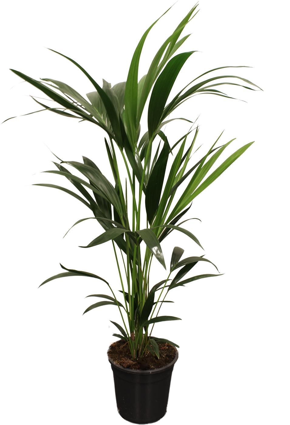 Howea Forsteriana (Kentia) – Kentia-Palme - 100-120 cm