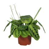 Maranta Leuconeura 'Fascinator Λεμόνι-Λάιμ' – Arrowroot - Γλάστρα 12cm, ύψος 30cm