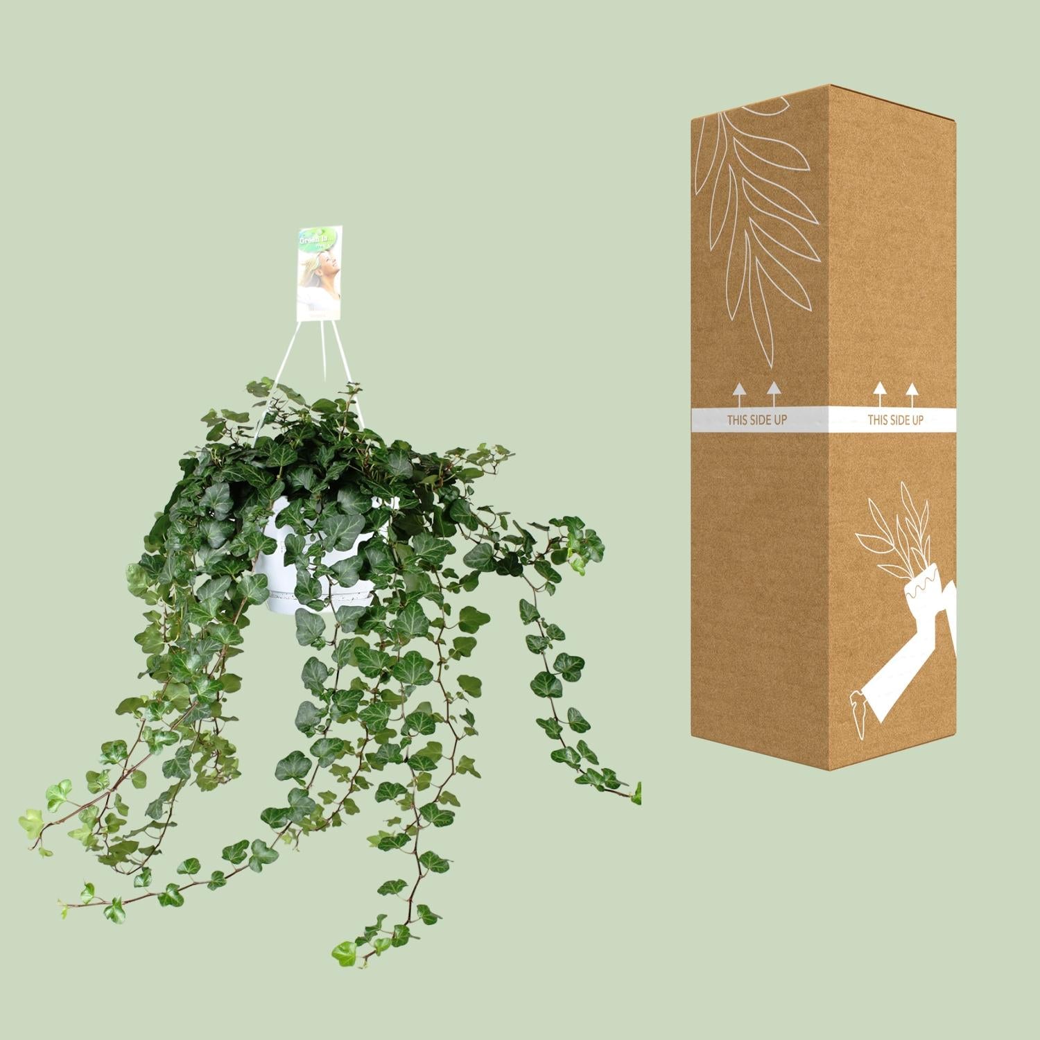 Hedera ‘Wonder Green’ – Efeu - 50-70 cm